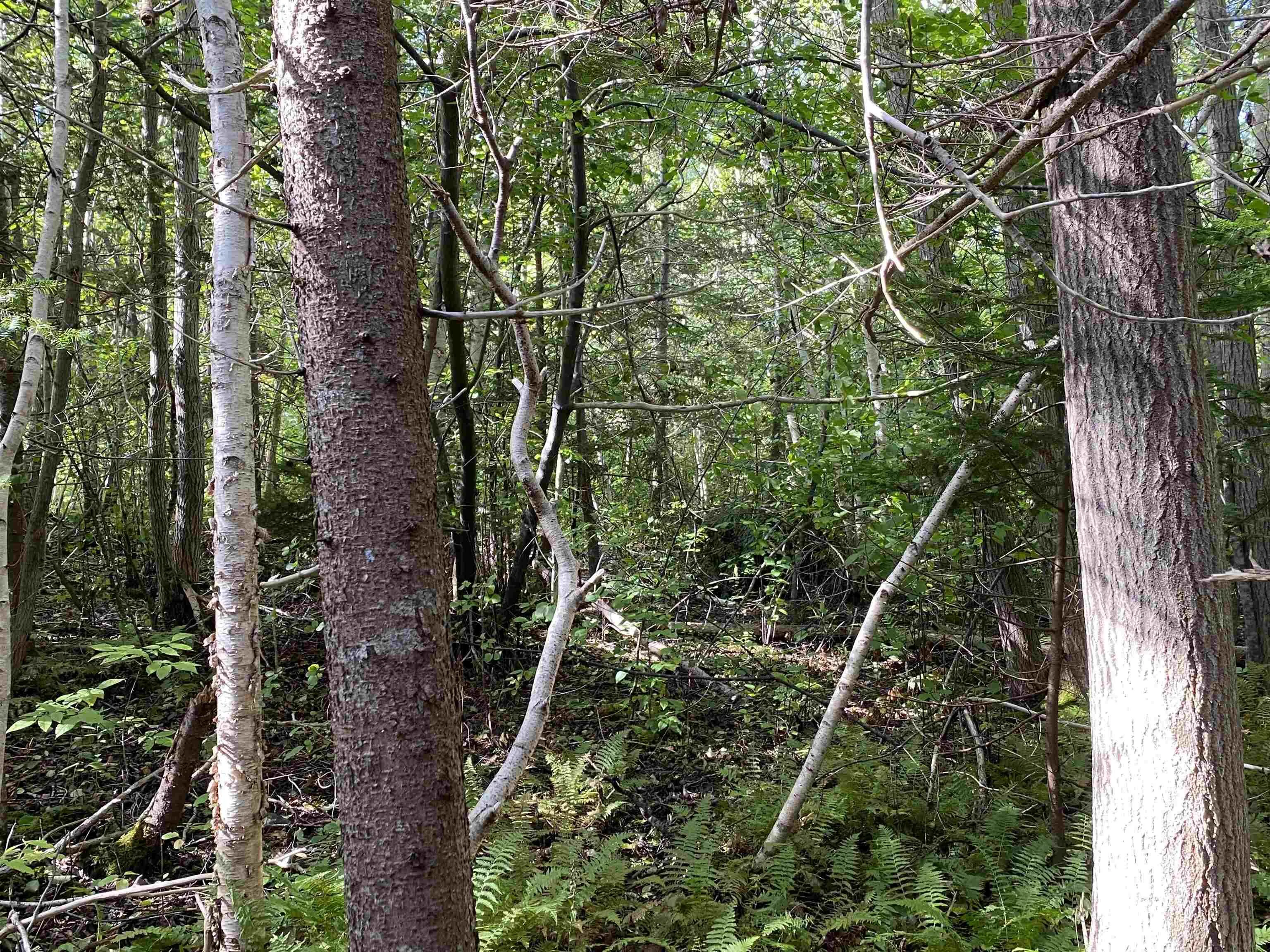 # 101 Highway, Smiths Cove Ns B0s 1s0, ,Land,For Sale,# 101,202503777