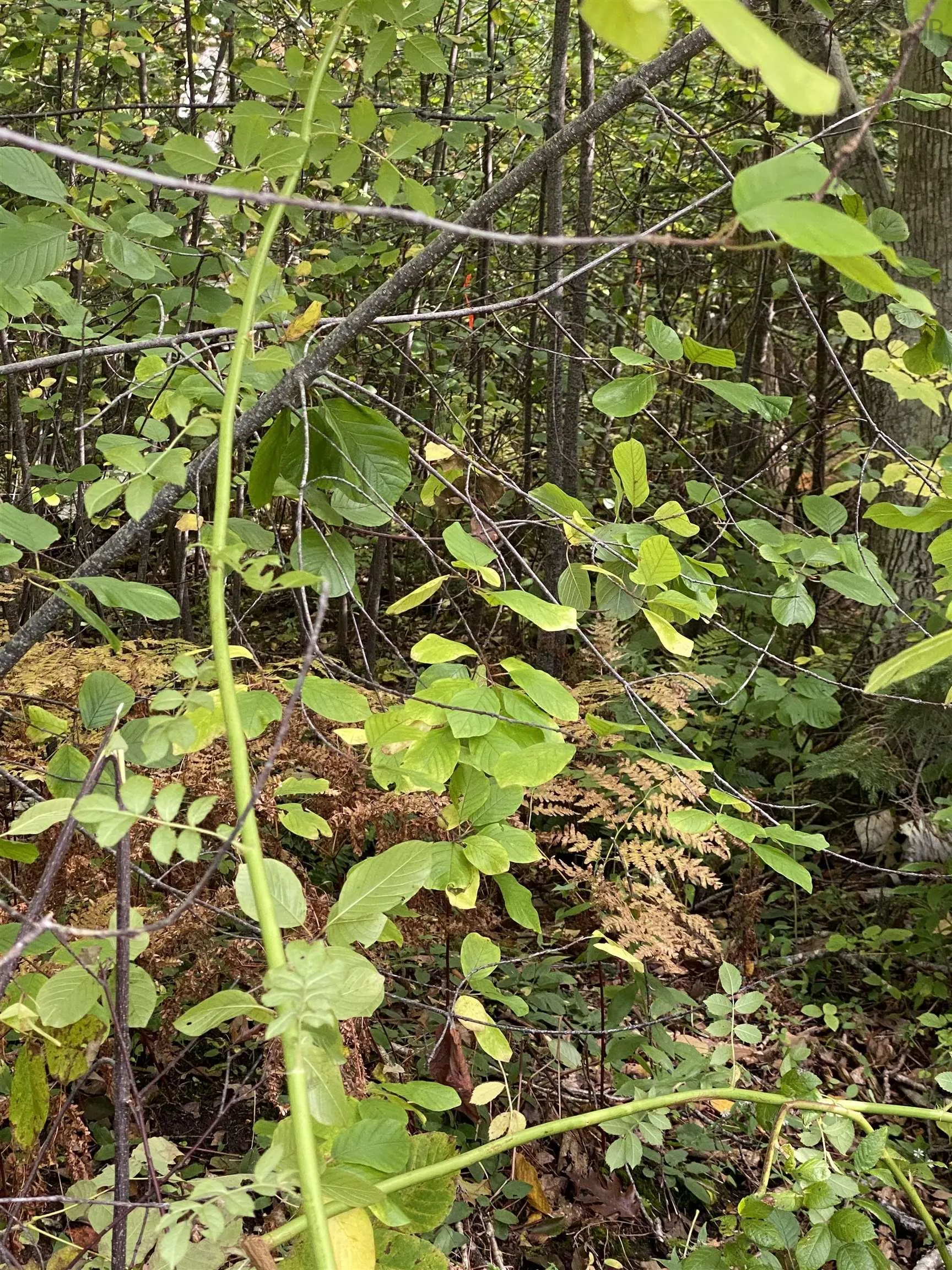 # 101 Highway, Smiths Cove Ns B0s 1s0, ,Land,For Sale,# 101,202503777