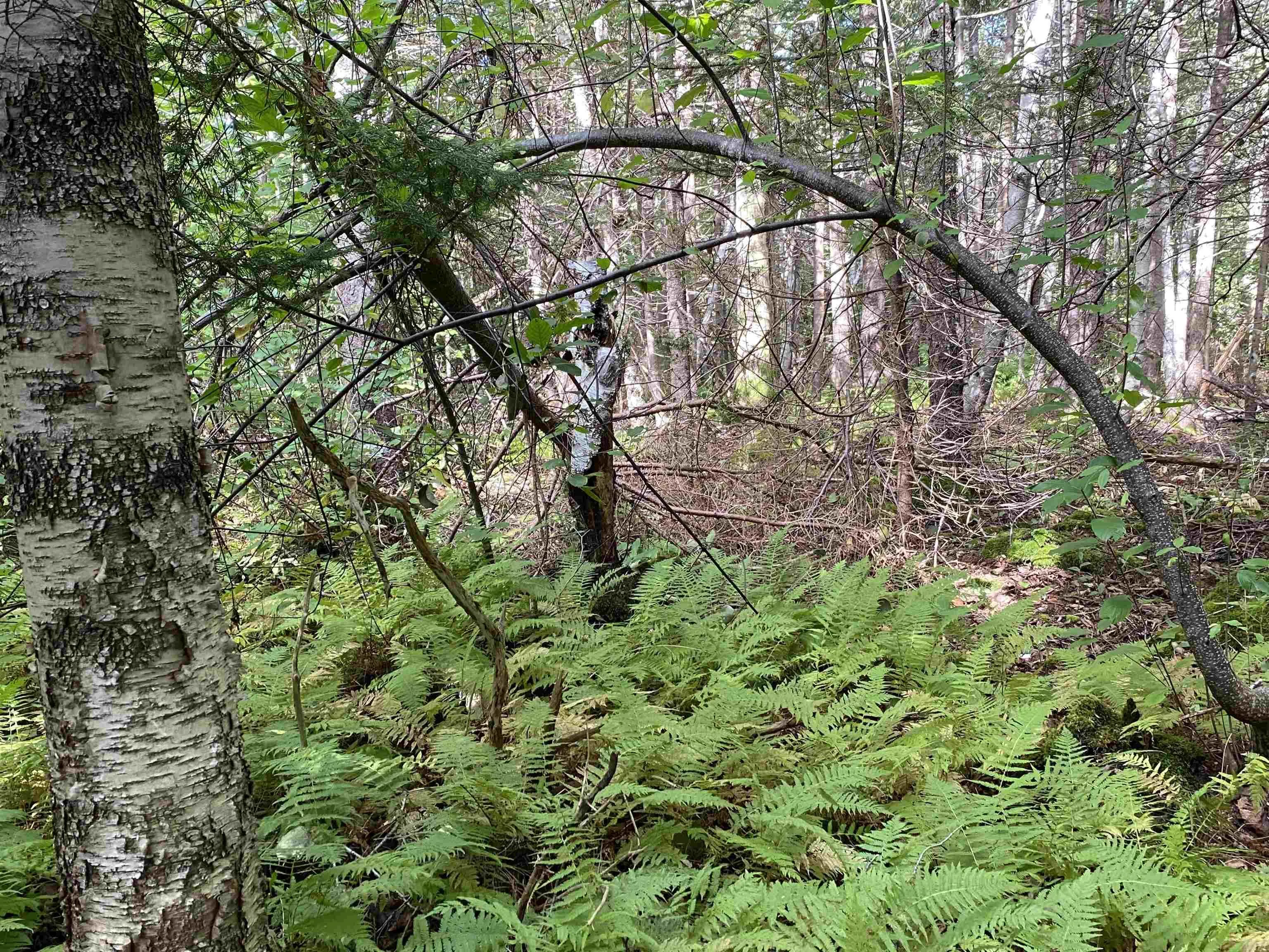 # 101 Highway, Smiths Cove Ns B0s 1s0, ,Land,For Sale,# 101,202503777