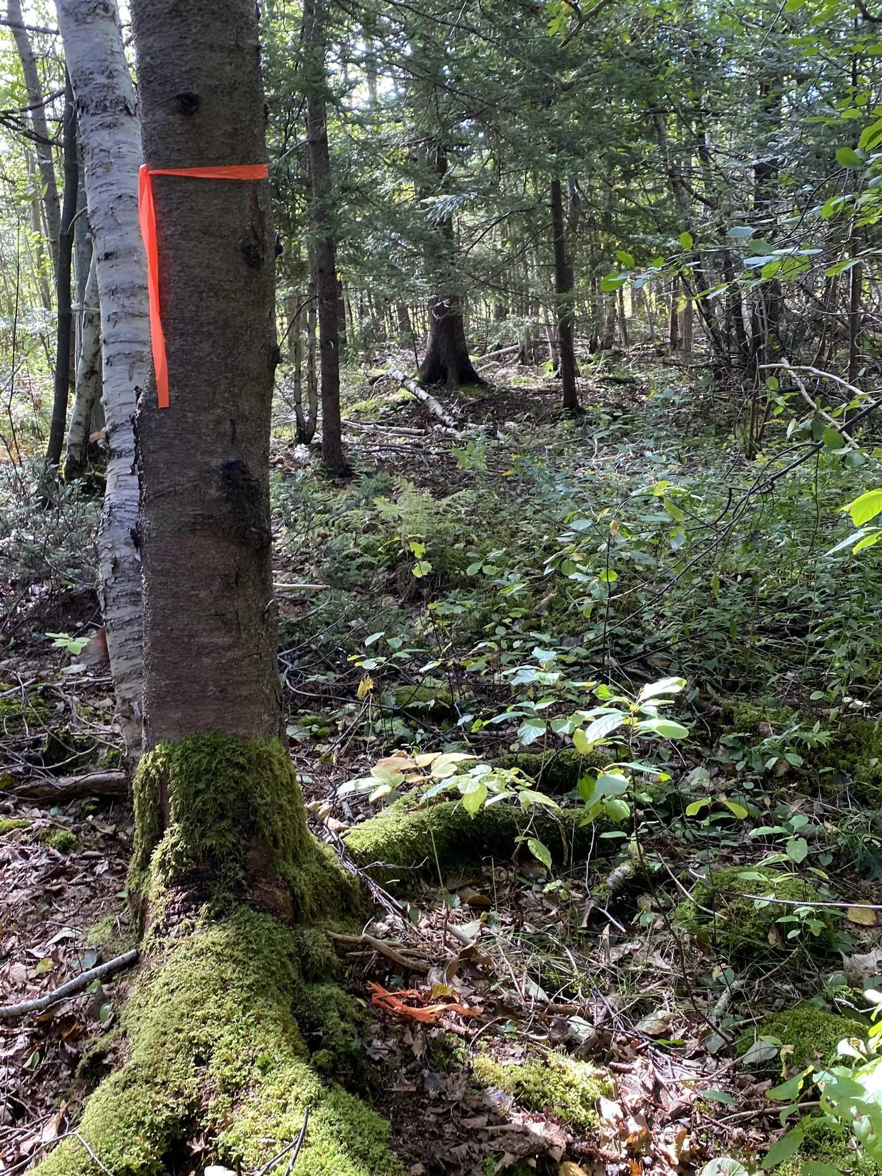 # 101 Highway, Smiths Cove Ns B0s 1s0, ,Land,For Sale,# 101,202503777