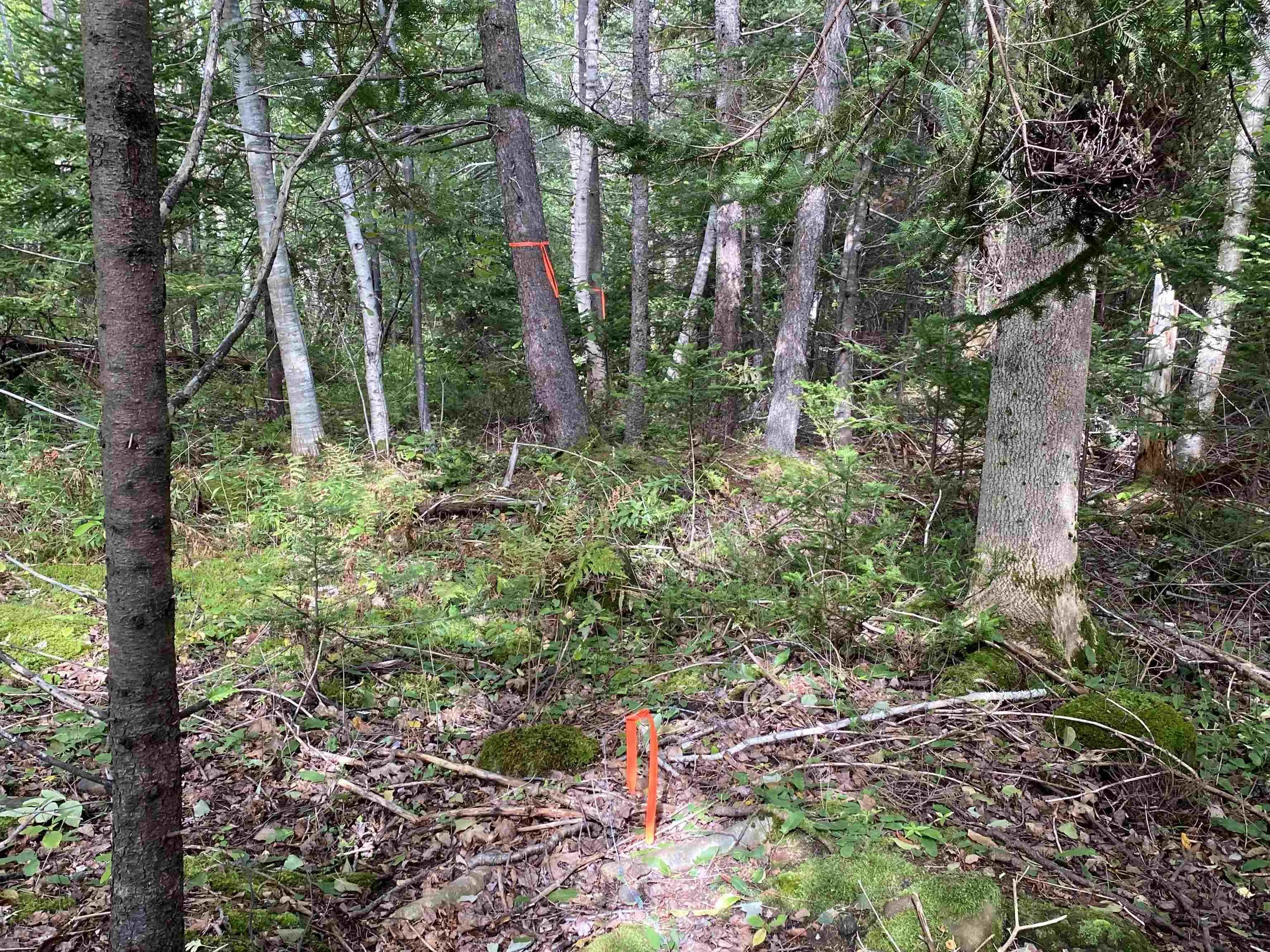 # 101 Highway, Smiths Cove Ns B0s 1s0, ,Land,For Sale,# 101,202503777
