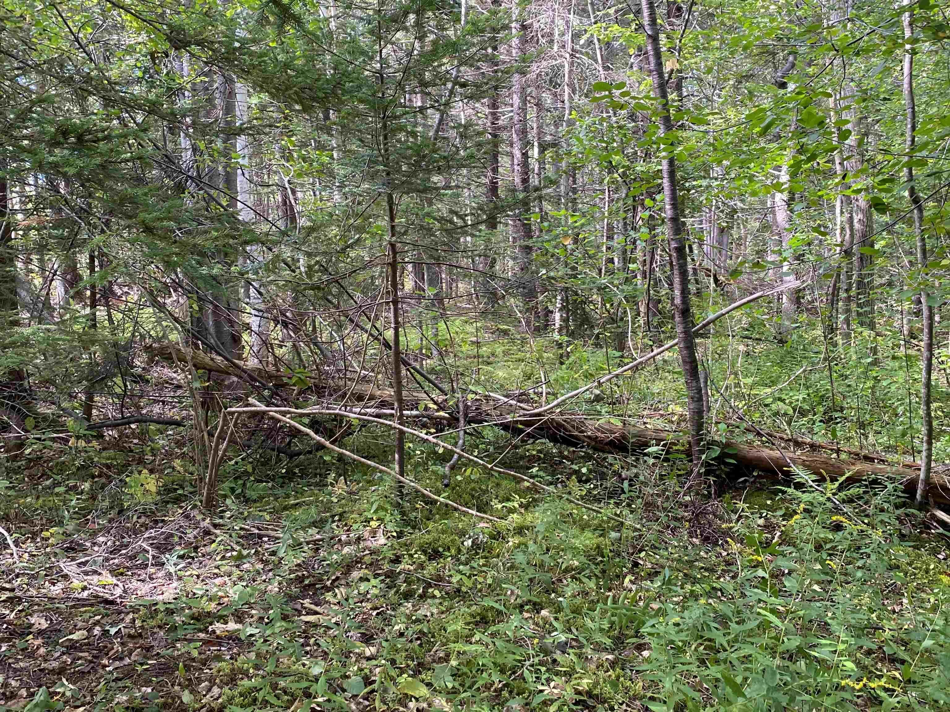 # 101 Highway, Smiths Cove Ns B0s 1s0, ,Land,For Sale,# 101,202503777