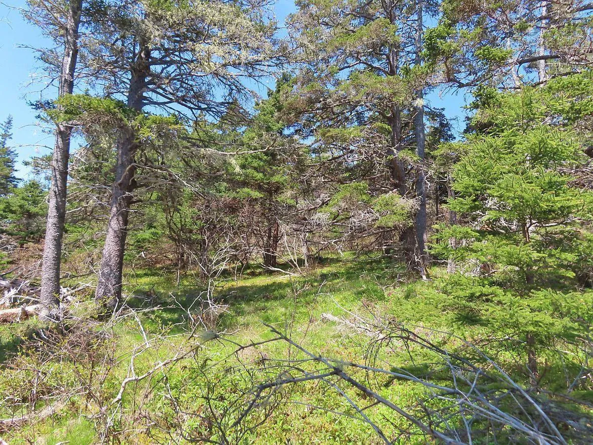Lot 6 316 Hwy (grovers Point), Cole Harbour Ns B0h 1t0, ,Land,For Sale,316 Hwy (Grovers Point),202500356
