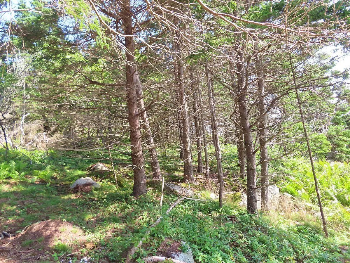 Lot 6 316 Hwy (grovers Point), Cole Harbour Ns B0h 1t0, ,Land,For Sale,316 Hwy (Grovers Point),202500356