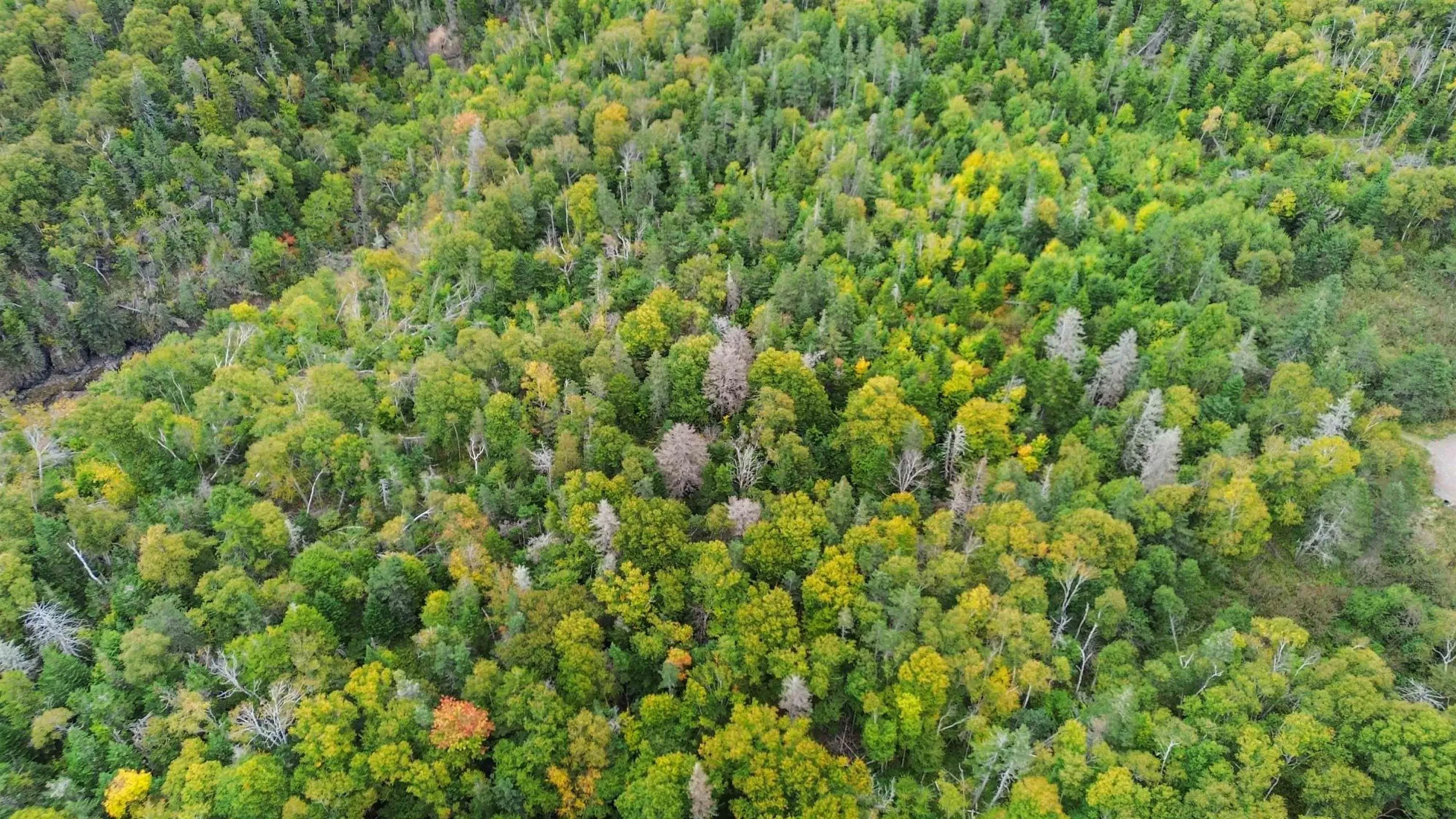 Old Baxter Mill Road, Baxters Harbour Ns B0p 1h0, ,Land,For Sale,Old Baxter Mill,202424134