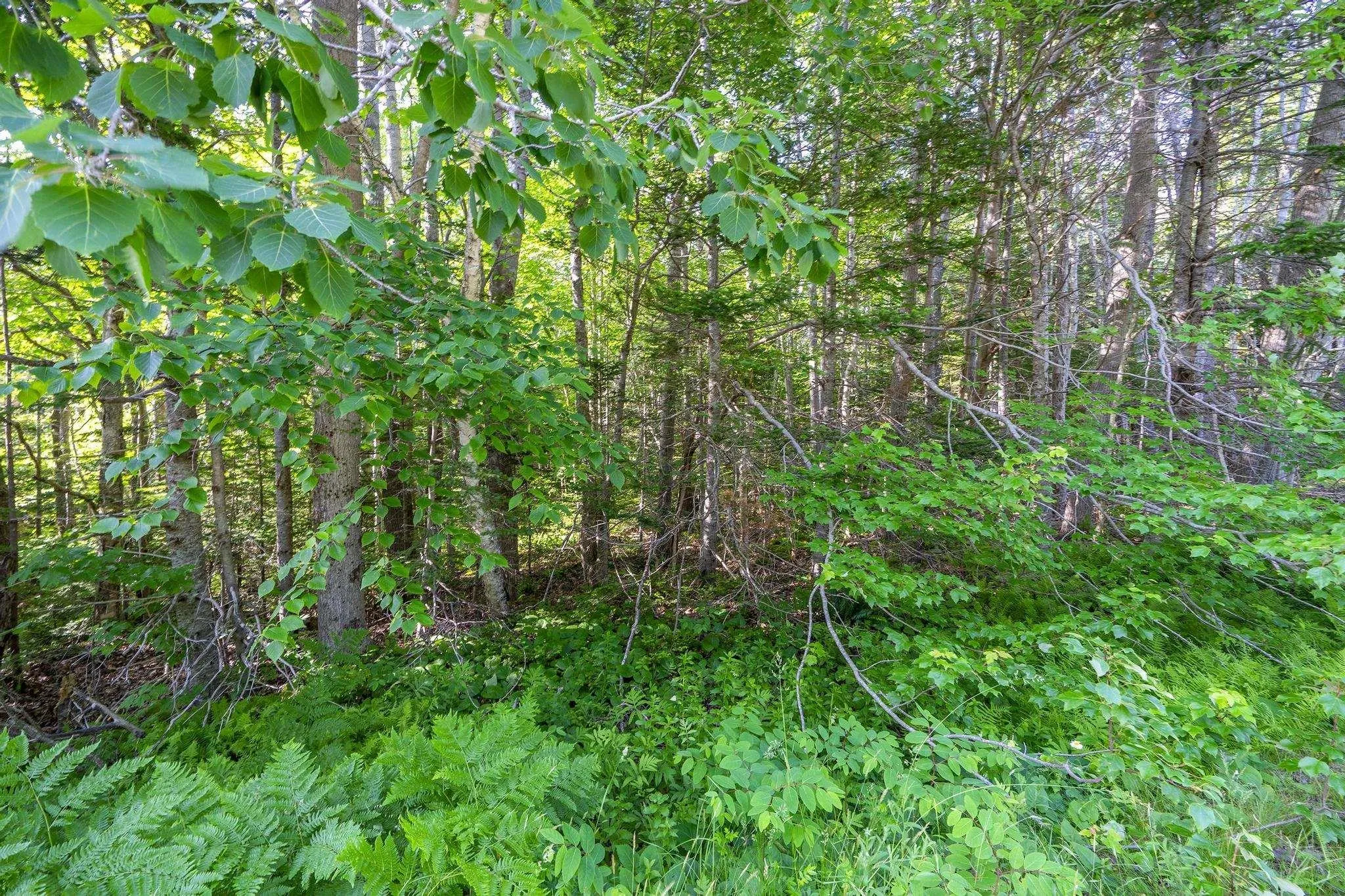 Hectanooga Road, Hectanooga Ns B5a 5l7, ,Land,For Sale,Hectanooga,202408830