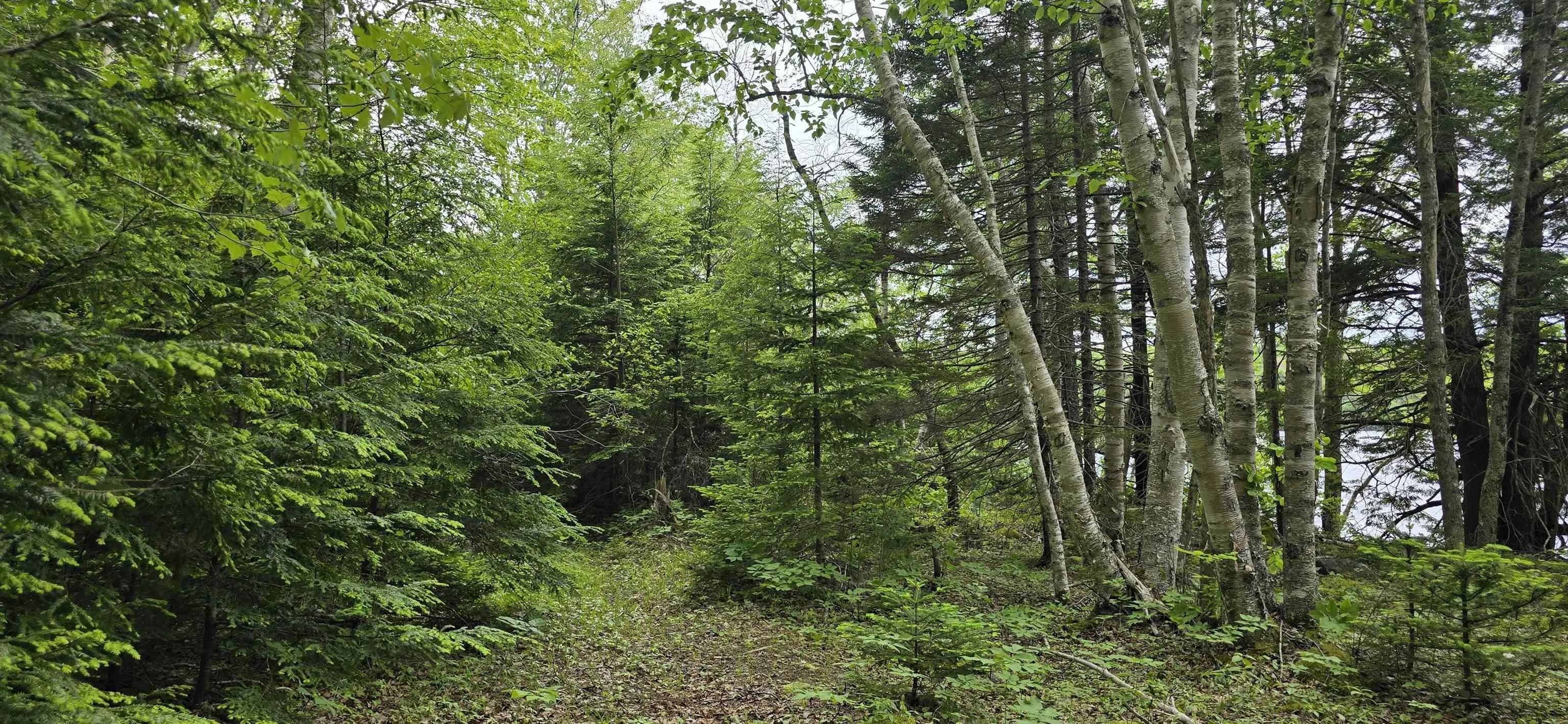 Nathan Croft Road, Camperdown, NS B4V 6T9, ,Land,For Sale,Nathan Croft,202514609