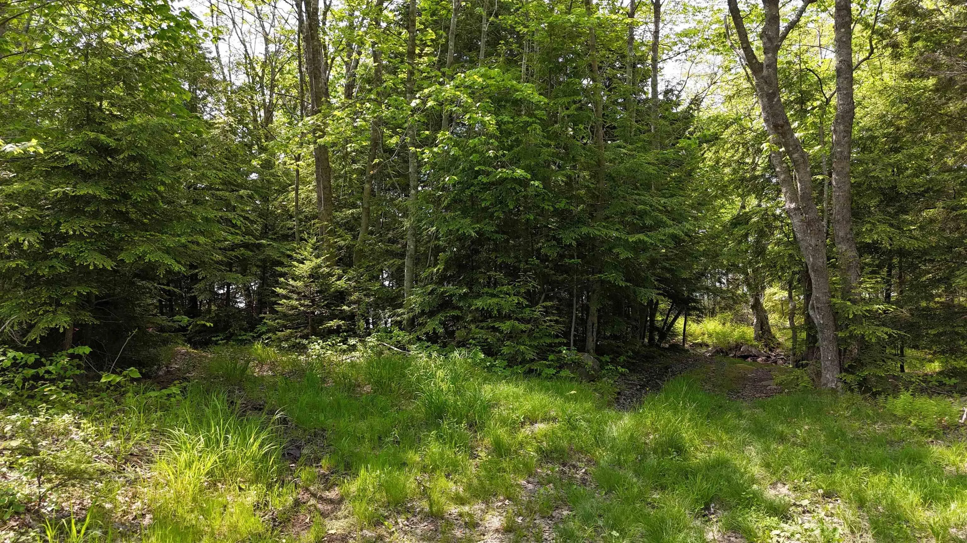 Nathan Croft Road, Camperdown, NS B4V 6T9, ,Land,For Sale,Nathan Croft,202514609