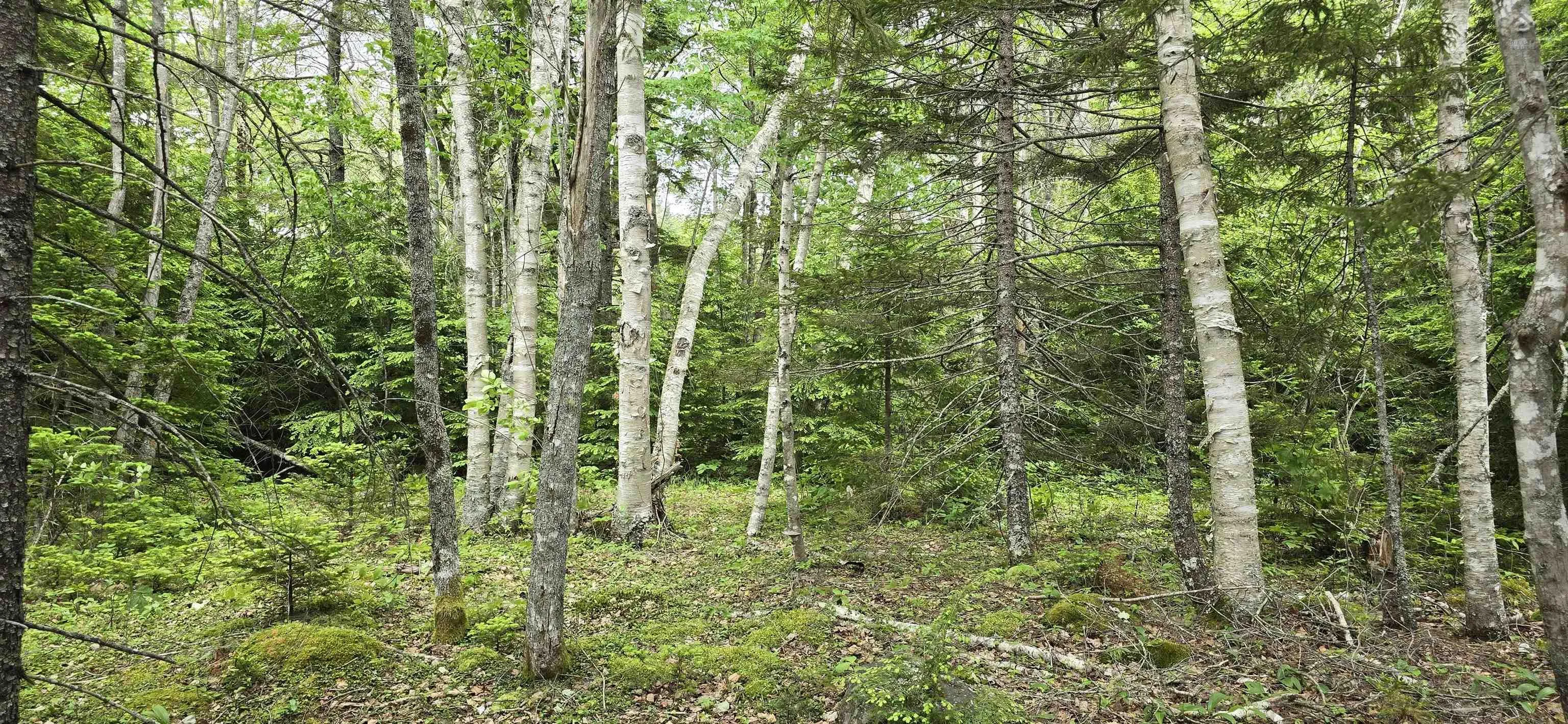 Nathan Croft Road, Camperdown, NS B4V 6T9, ,Land,For Sale,Nathan Croft,202514609