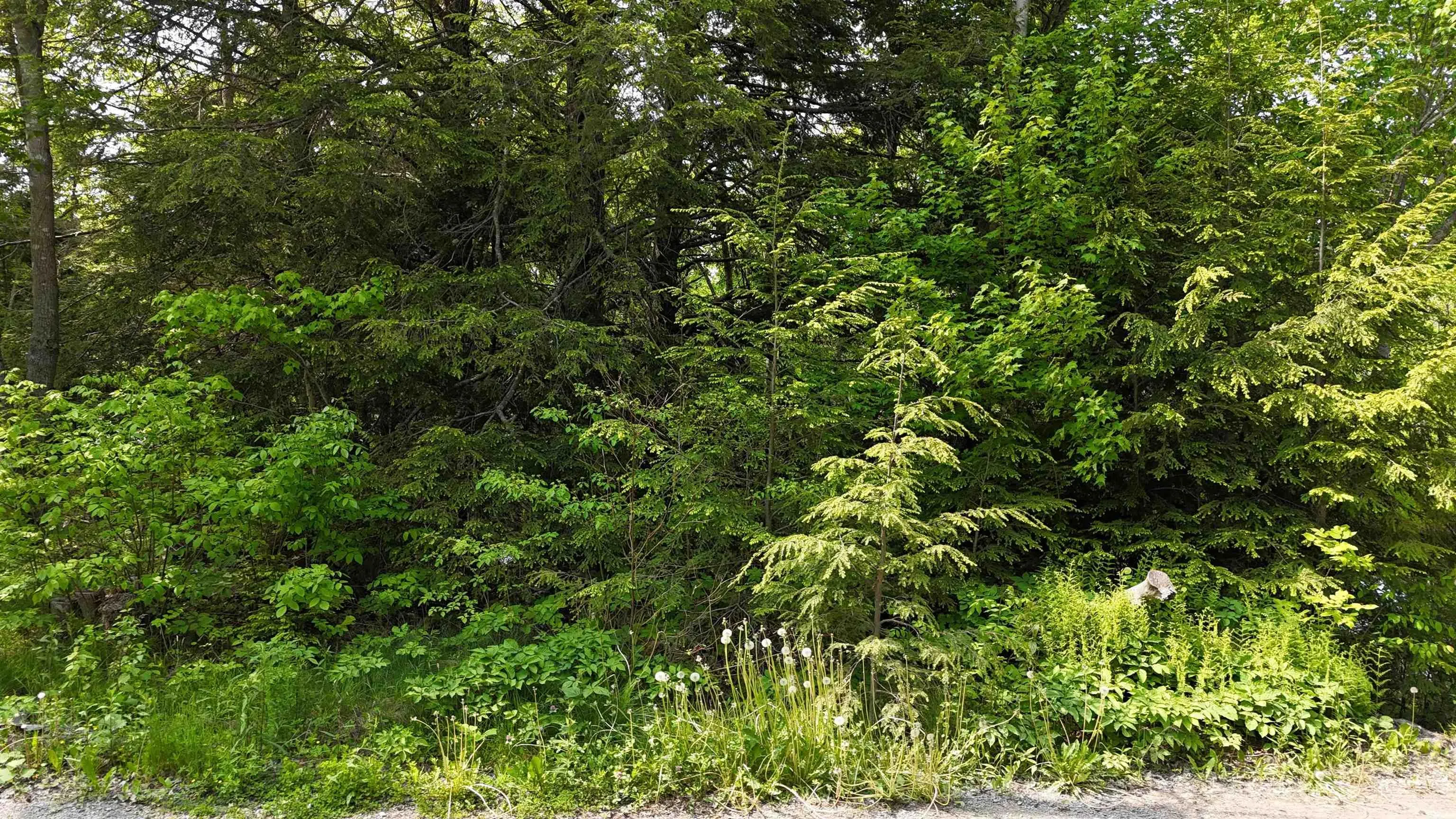 Nathan Croft Road, Camperdown, NS B4V 6T9, ,Land,For Sale,Nathan Croft,202514609