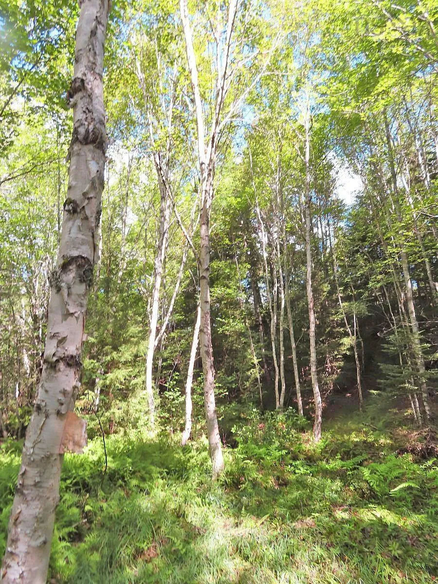 116.5 Acres 348 Highway, Smithfield Ns B0h 1e0, ,Land,For Sale,348,202403305