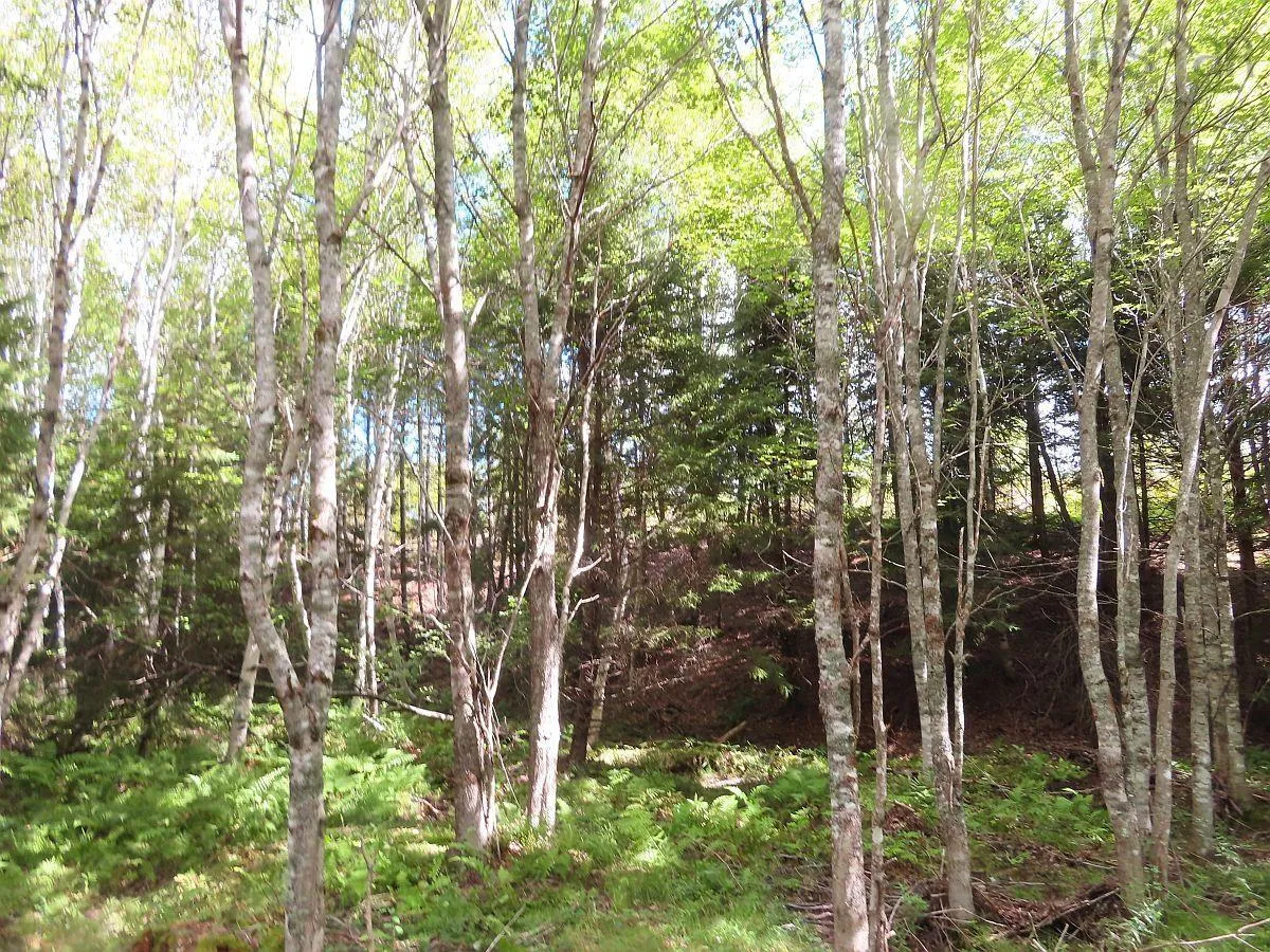 116.5 Acres 348 Highway, Smithfield Ns B0h 1e0, ,Land,For Sale,348,202403305