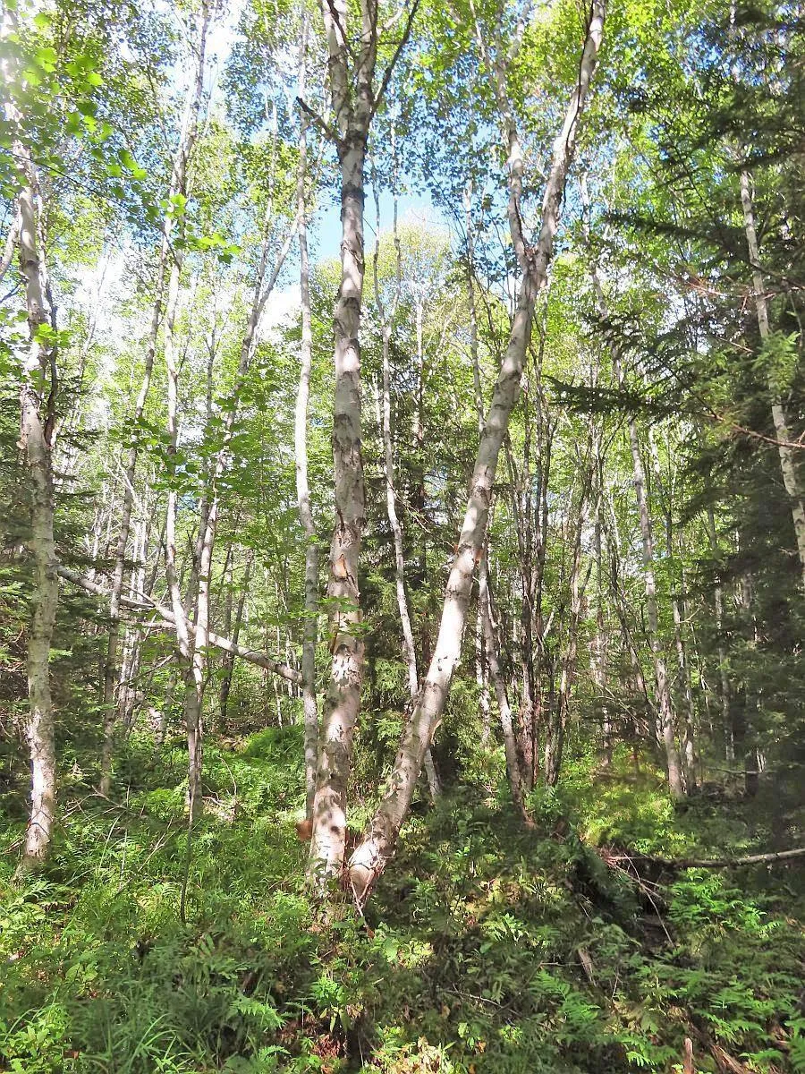116.5 Acres 348 Highway, Smithfield Ns B0h 1e0, ,Land,For Sale,348,202403305