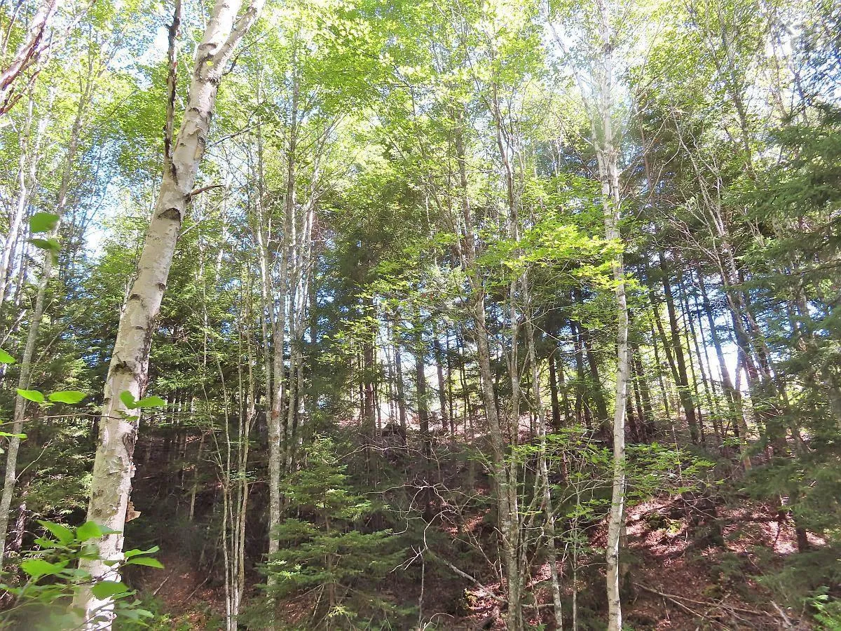 116.5 Acres 348 Highway, Smithfield Ns B0h 1e0, ,Land,For Sale,348,202403305
