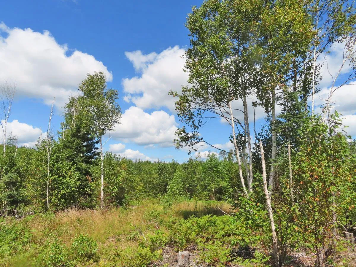 116.5 Acres 348 Highway, Smithfield Ns B0h 1e0, ,Land,For Sale,348,202403305