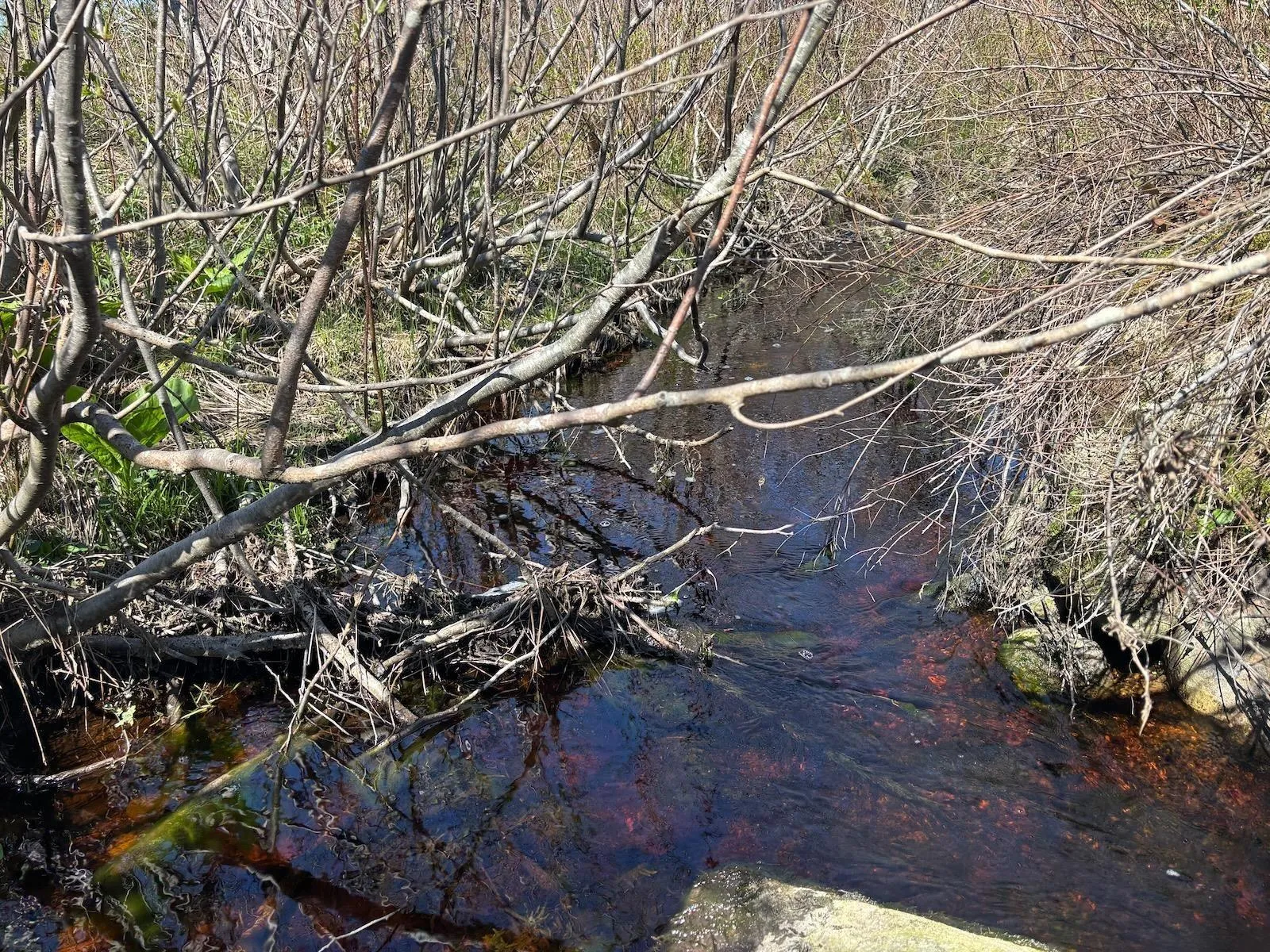 Lot 1 Highway, Woodvale, NS B5A 5B1, ,Land,For Sale,1,202511017