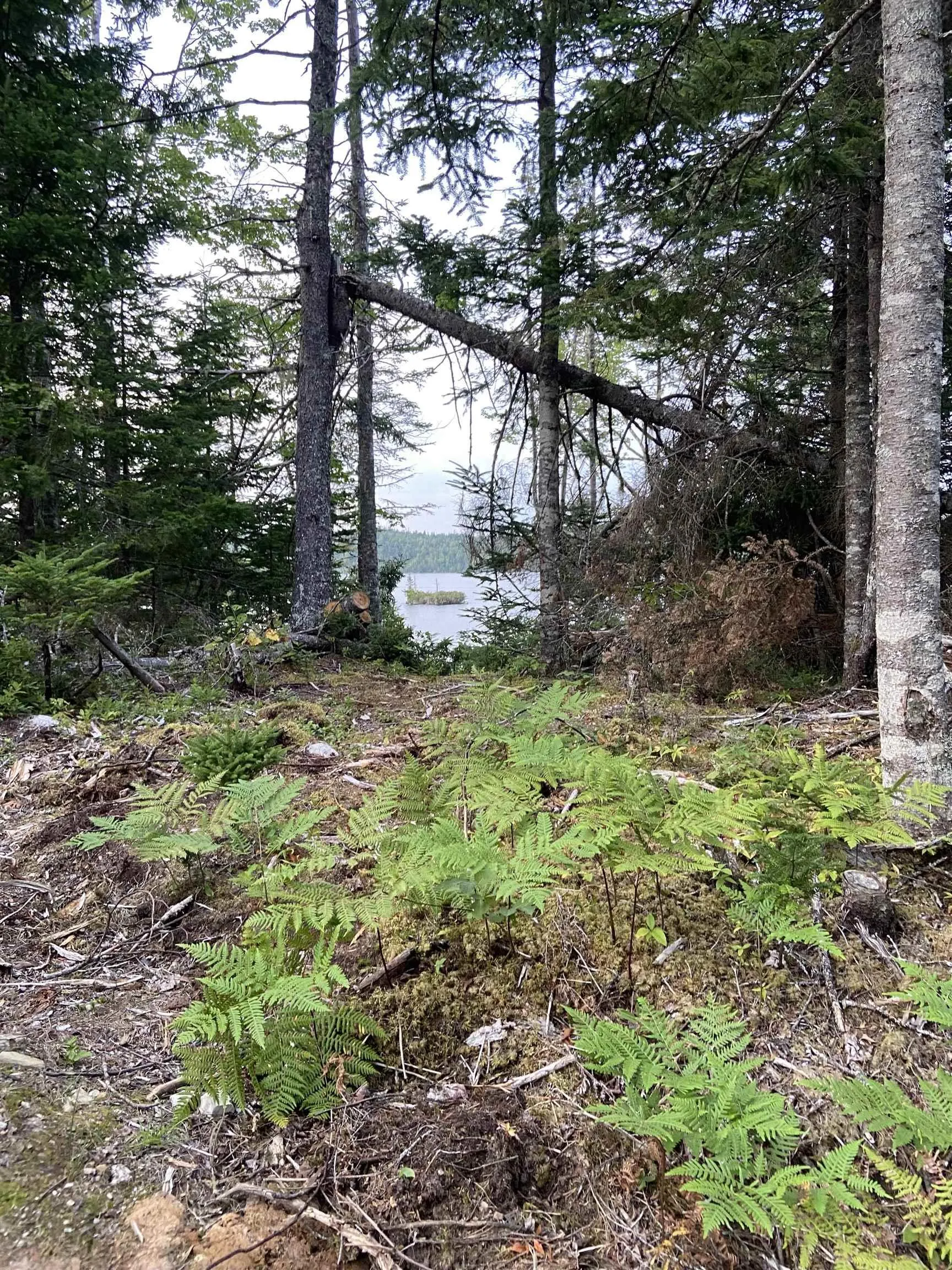 Longbridge Lake Lot 8c, Gaetz Brook, NS B0J 2L0, ,Land,For Sale,Longbridge Lake,202513396