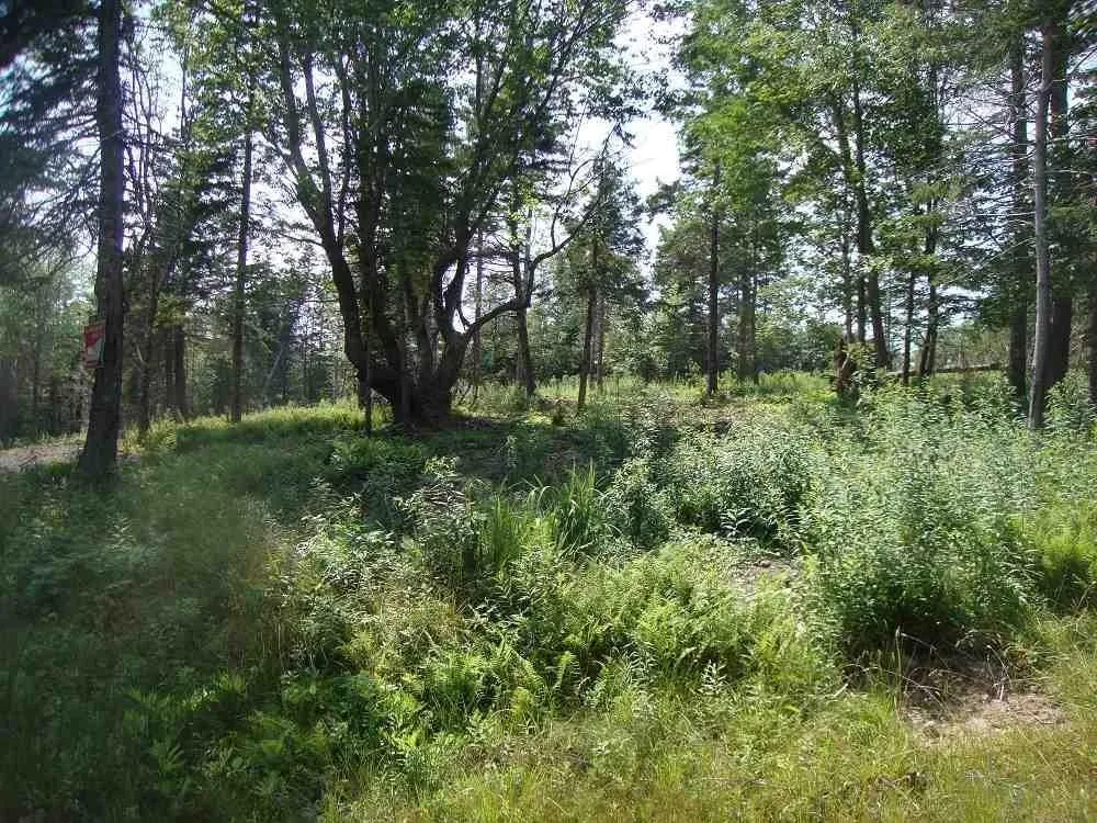 Lot 4 Macleods Pond Road, Roberta, NS B0E 3B0, ,Land,For Sale,Macleods Pond,202502746