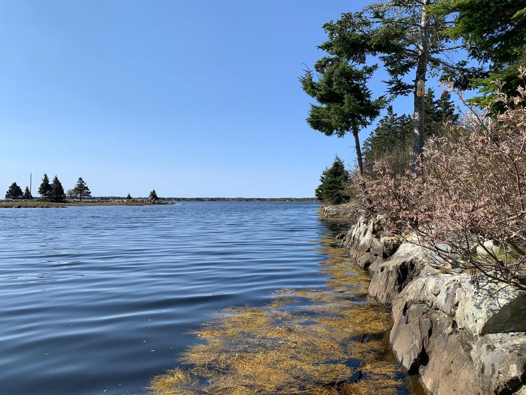 336 Indian Point Road, East Port Medway, NS B0J 2H0, ,Land,For Sale,Indian Point,202521565