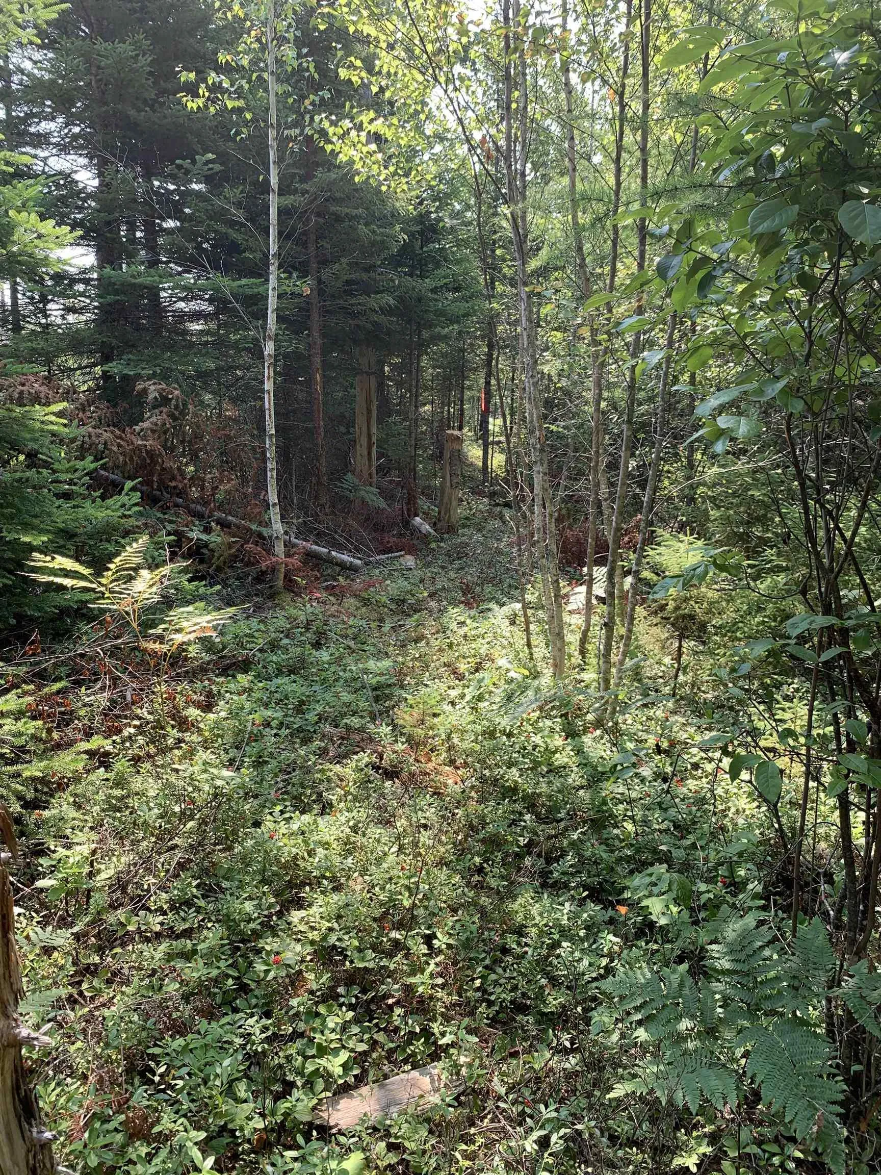 Lot 4b Hunter Road, Wentworth Valley, NS B0M 1Z0, ,Land,For Sale,Hunter,202521316