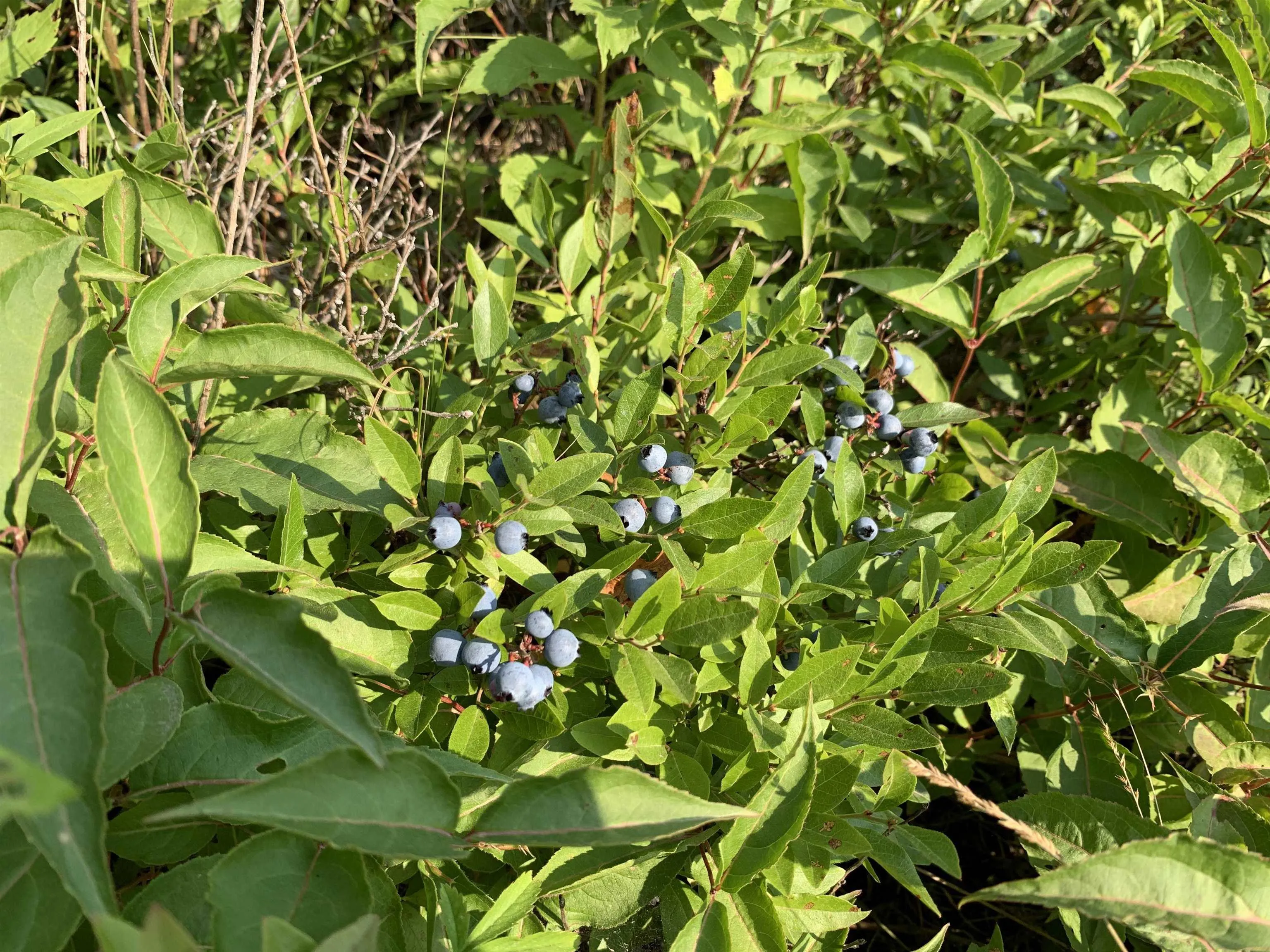 Lot 4b Hunter Road, Wentworth Valley, NS B0M 1Z0, ,Land,For Sale,Hunter,202521316