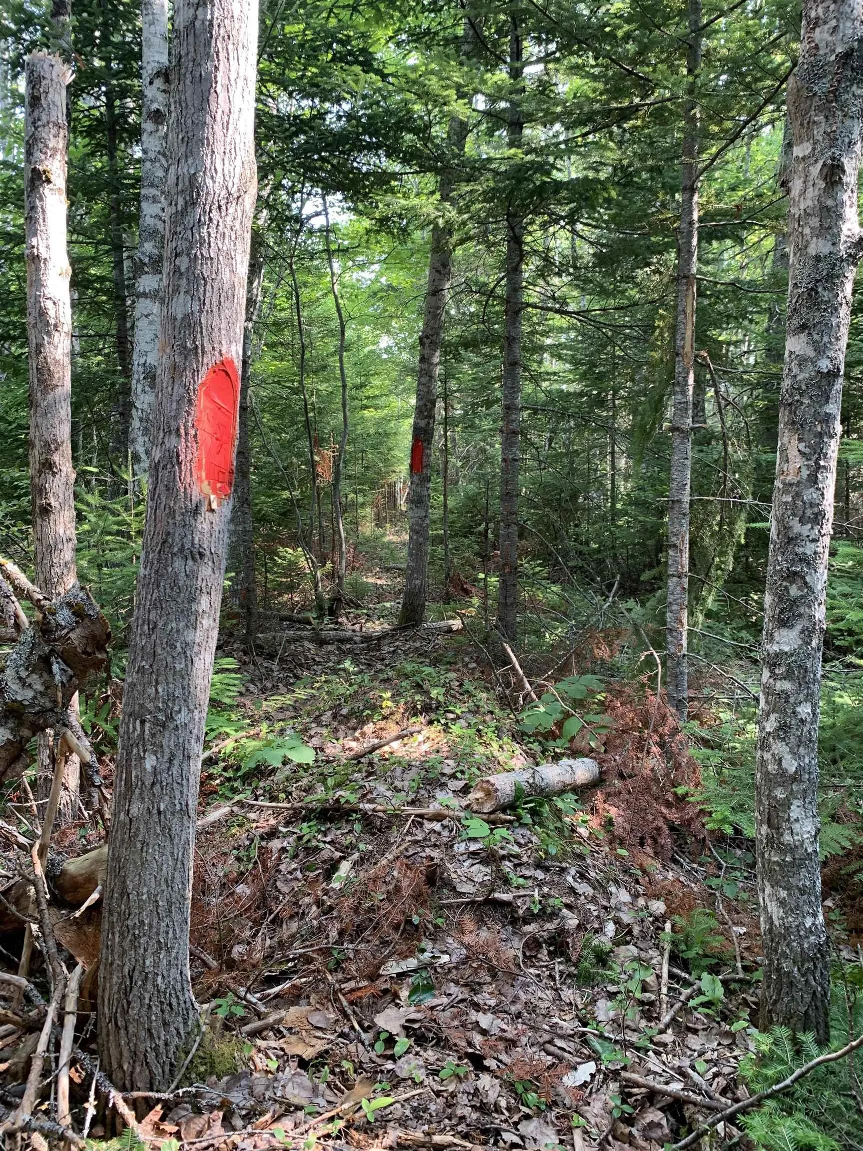 Lot 4b Hunter Road, Wentworth Valley, NS B0M 1Z0, ,Land,For Sale,Hunter,202521316