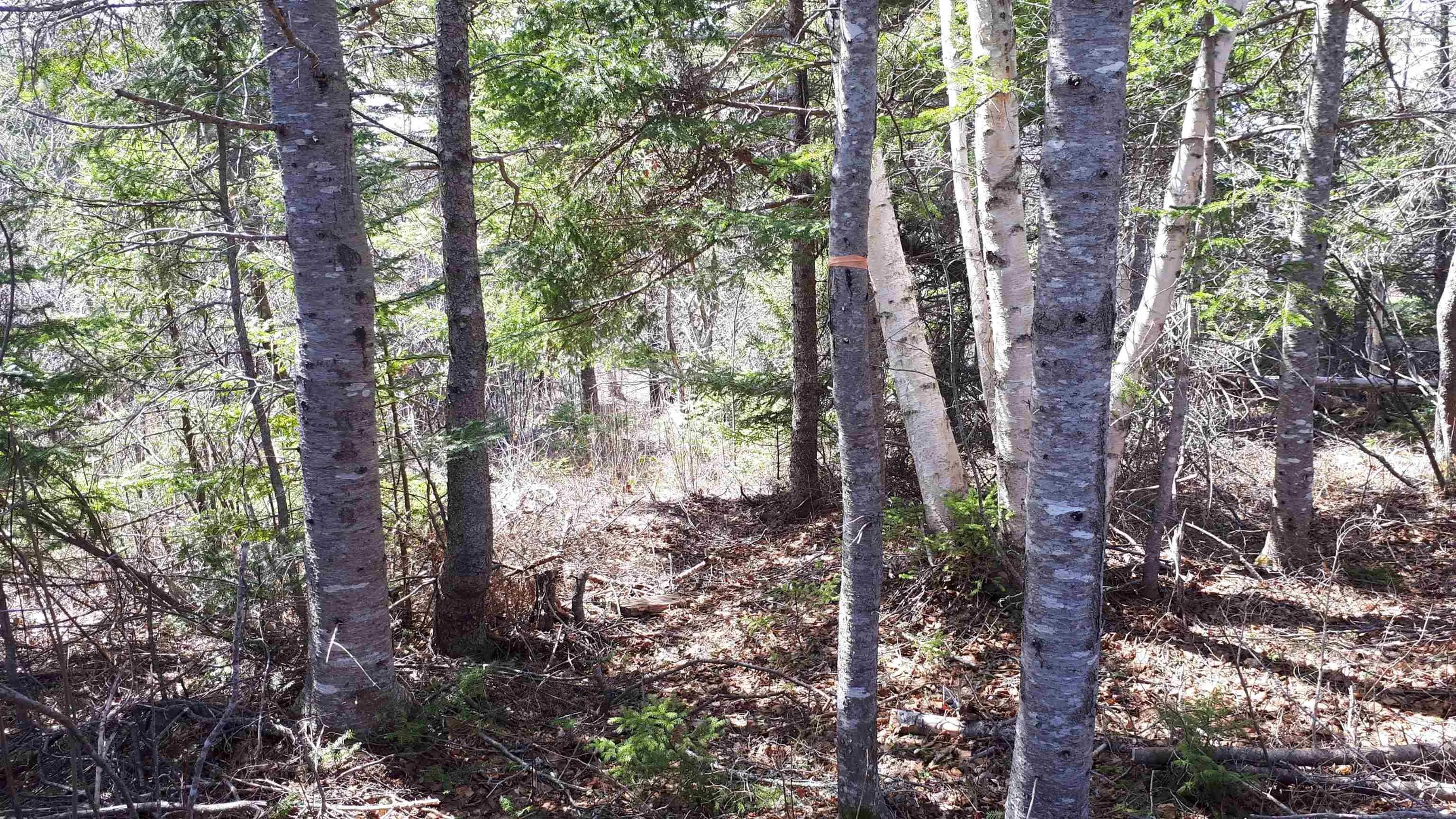Evanston Rd, Evanston Ns B0e 1j0, ,Land,For Sale,Evanston Rd,202500146