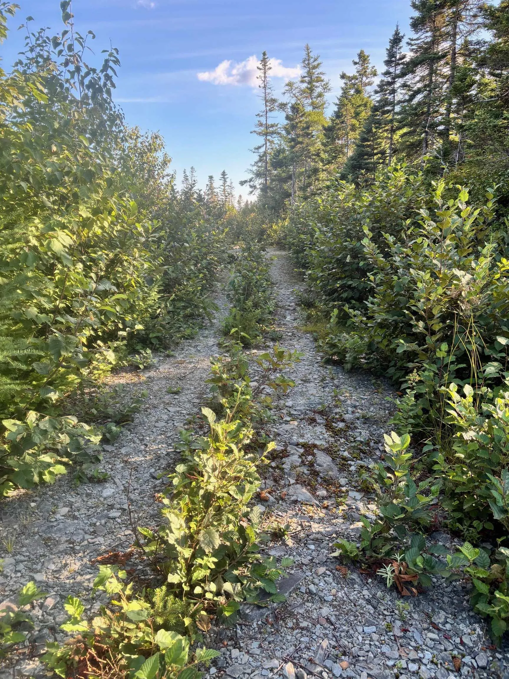 Highway 7 Lot 2, Port Dufferin, NS B0J 2R0, ,Land,For Sale,Highway 7,202523230