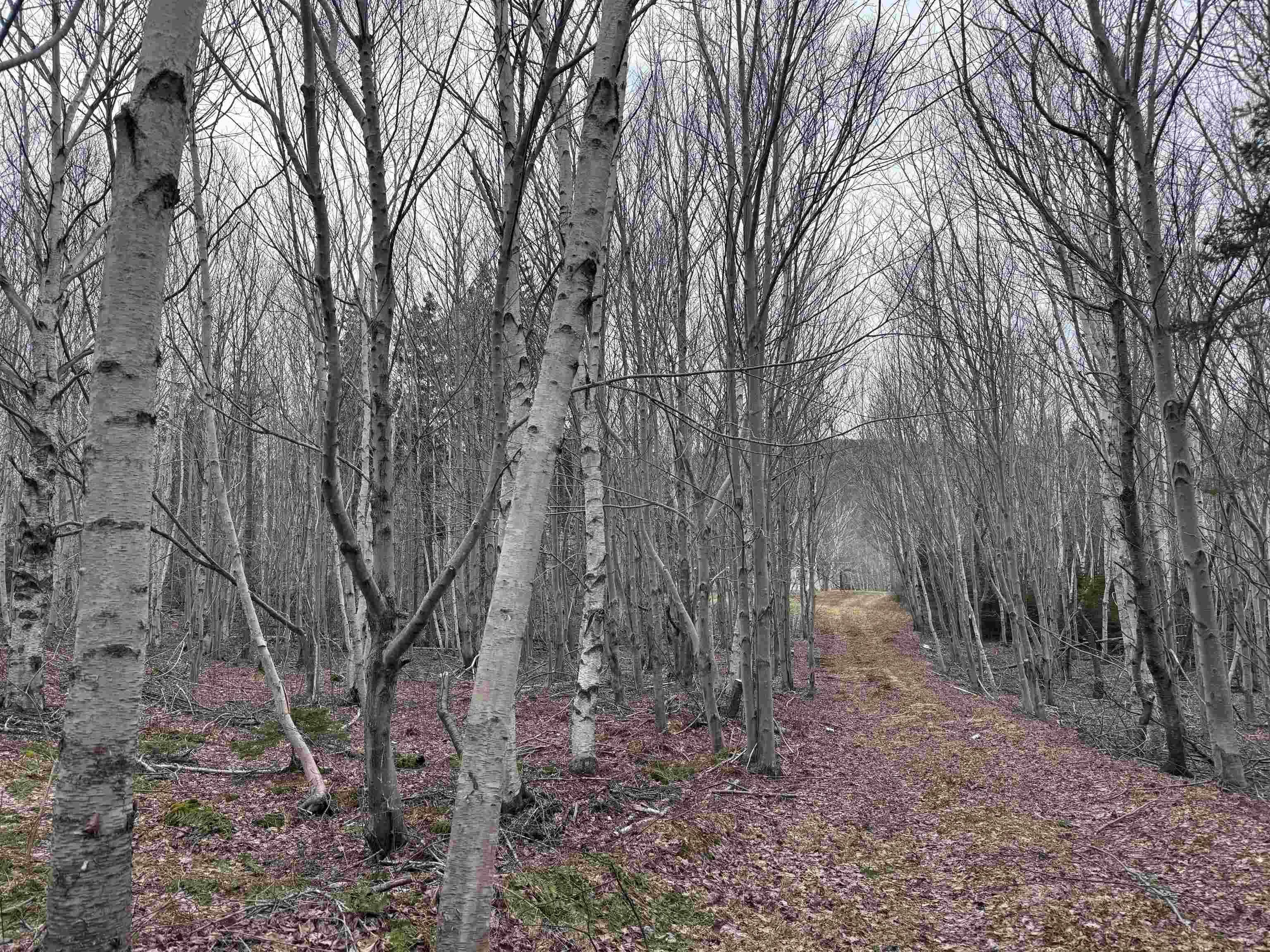 2058 New Campbellton Road, Cape Dauphin Ns B1x 1x5, ,Land,For Sale,New Campbellton Road,202506026