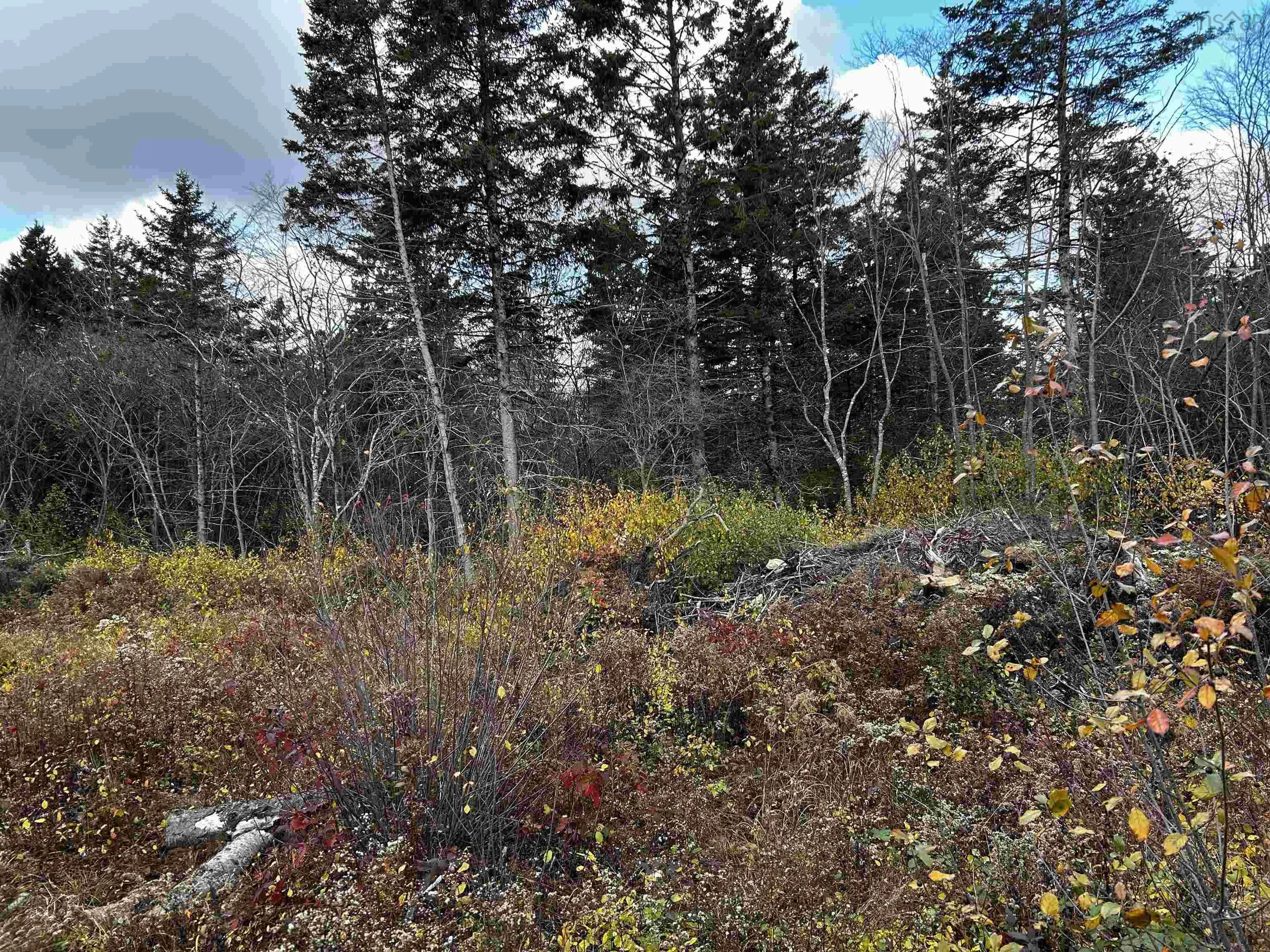 381 Marshalltown Road, Marshalltown, NS B0V 1A0, ,Land,For Sale,Marshalltown,202513285