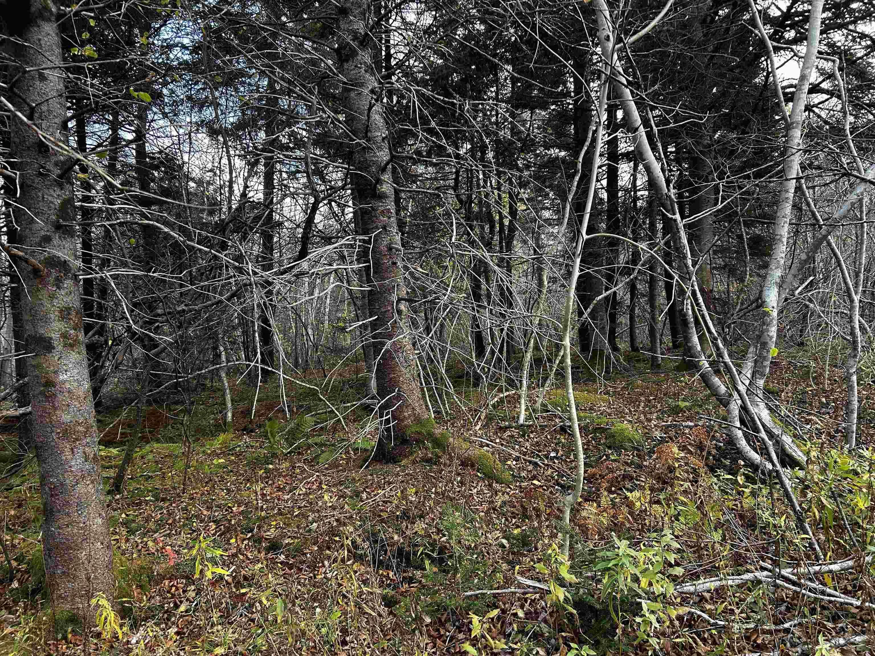 381 Marshalltown Road, Marshalltown, NS B0V 1A0, ,Land,For Sale,Marshalltown,202513285