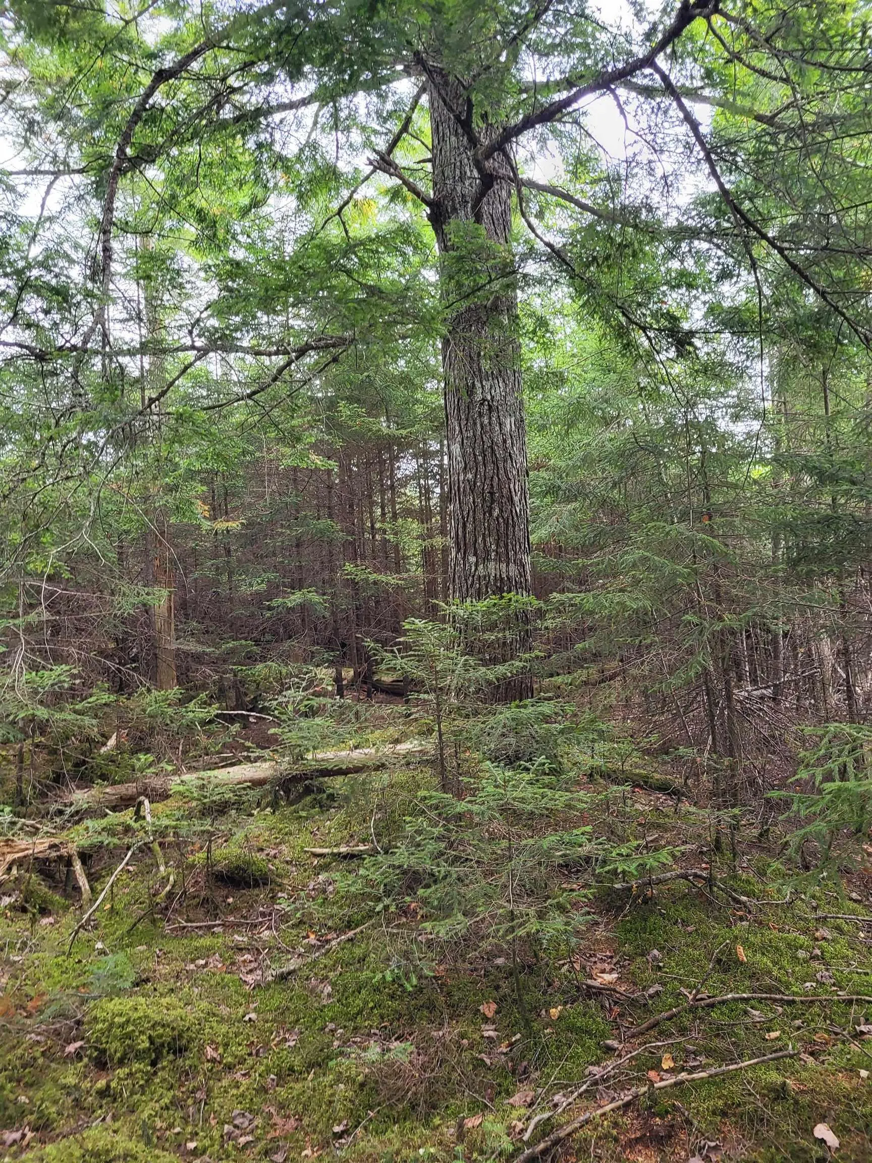 03-3 Reid Road, Debert, NS B0M 1G0, ,Land,For Sale,Reid,202523189