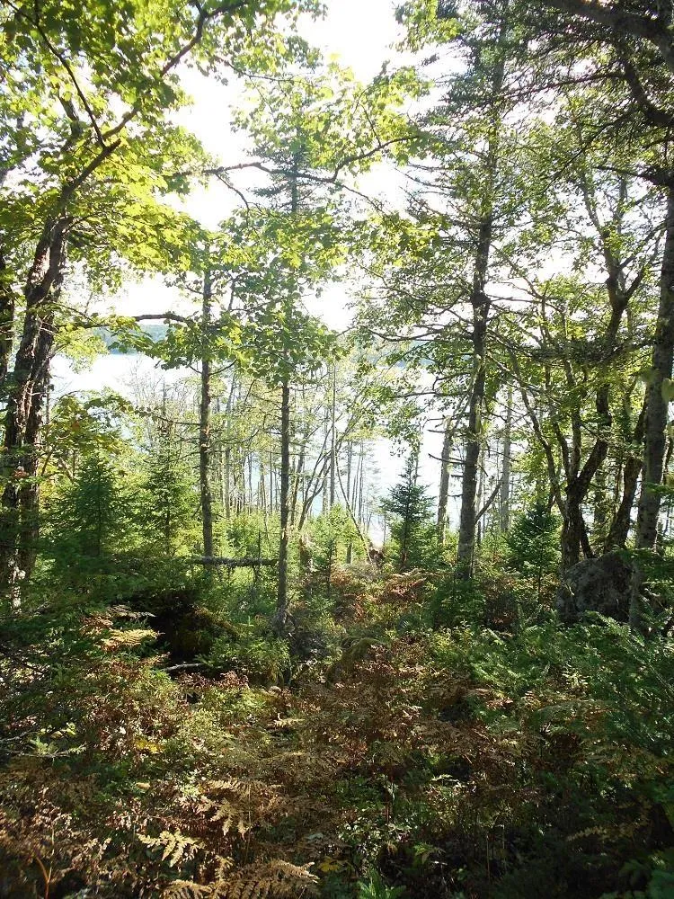 Lot 2 Shad Bay, Shad Bay Ns B3t 2b5, ,Land,For Sale,Shad Bay,202502423
