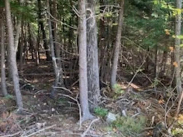 Highway 256, West Branch Ns B0k 1r0, ,Land,For Sale,Highway 256,202500999