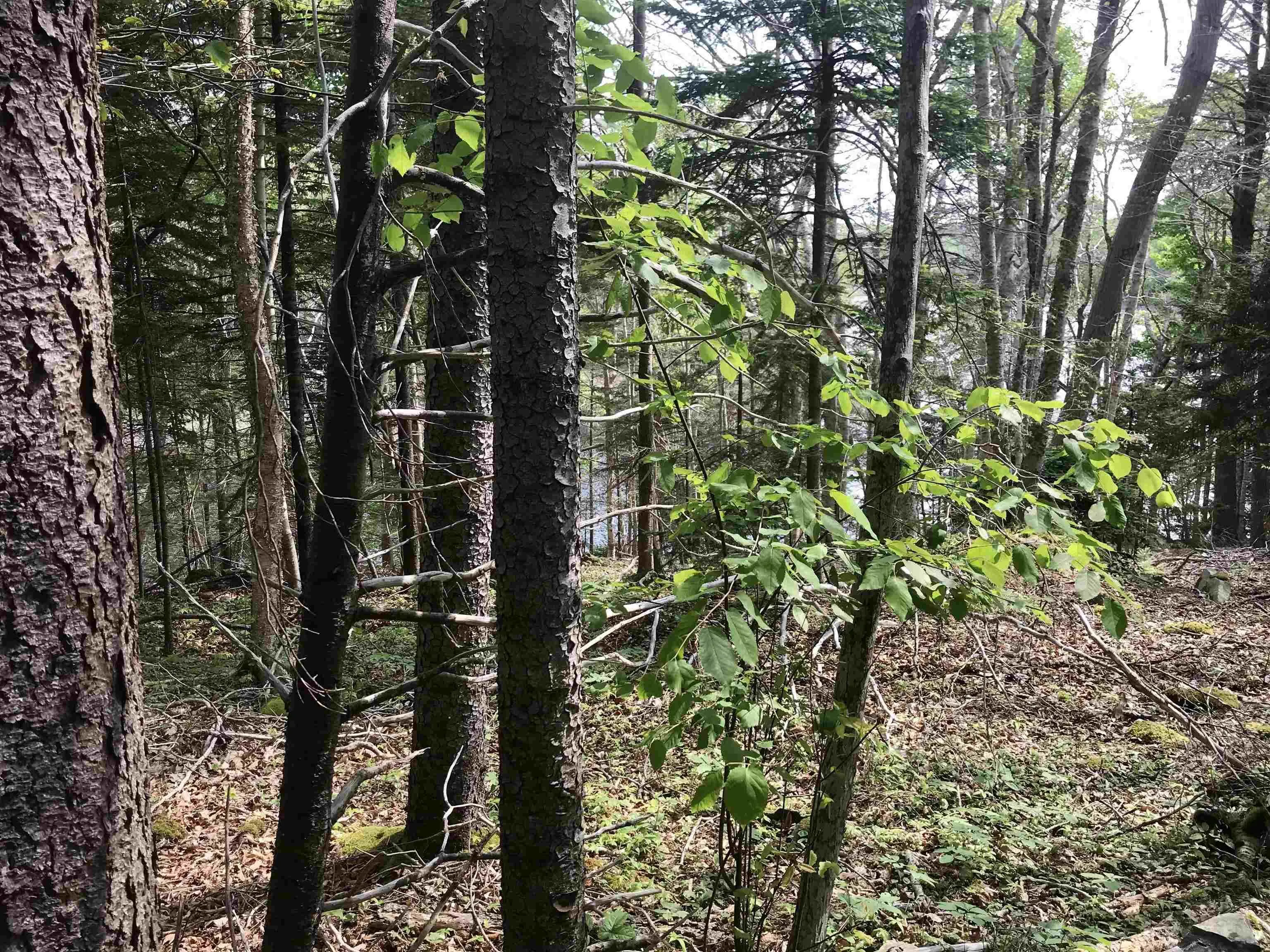2 Acres Weymouth Falls Road, Weymouth Falls, NS B0W 3T0, ,Land,For Sale,Weymouth Falls,202512826