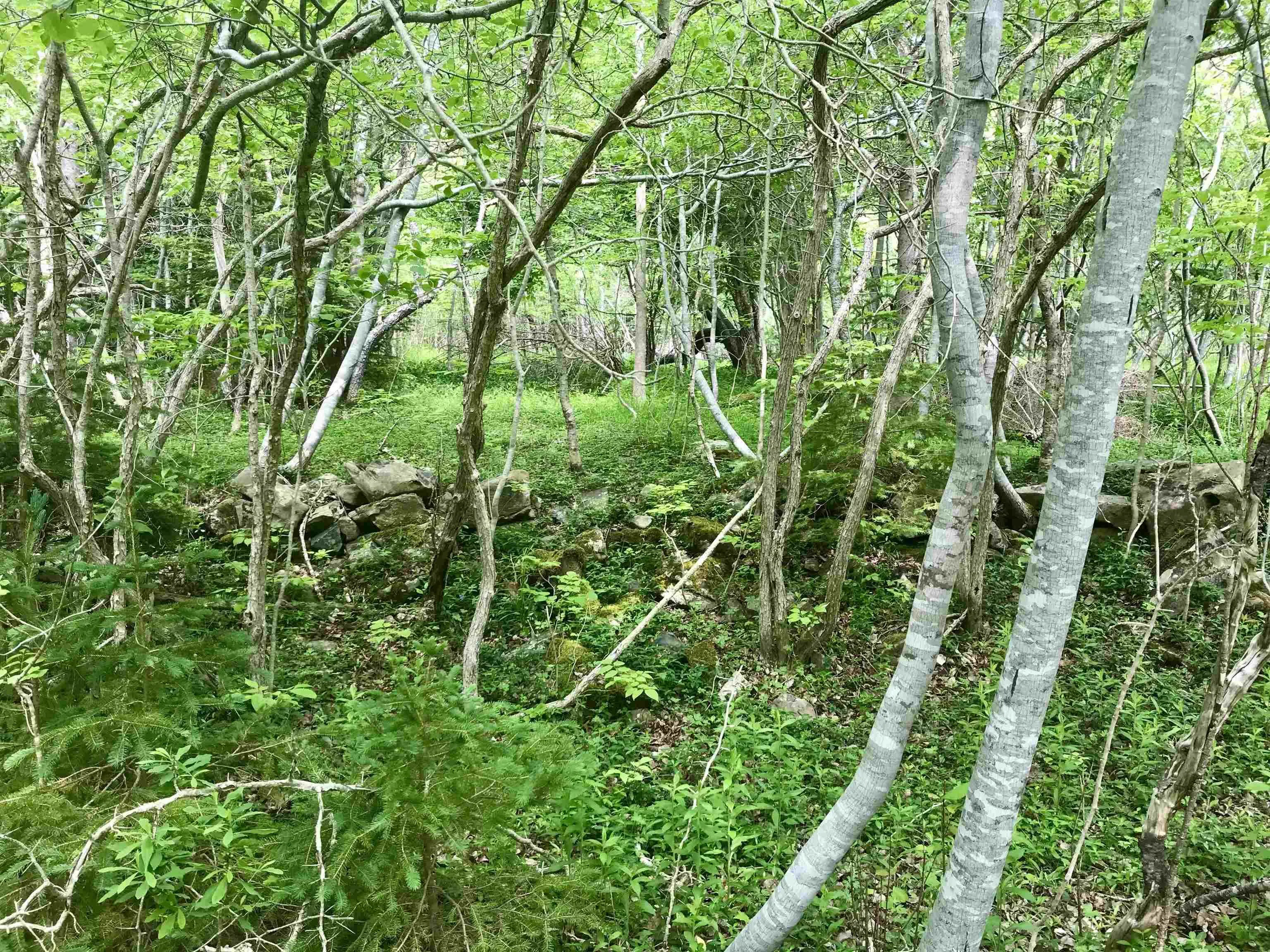 2 Acres Weymouth Falls Road, Weymouth Falls, NS B0W 3T0, ,Land,For Sale,Weymouth Falls,202512826