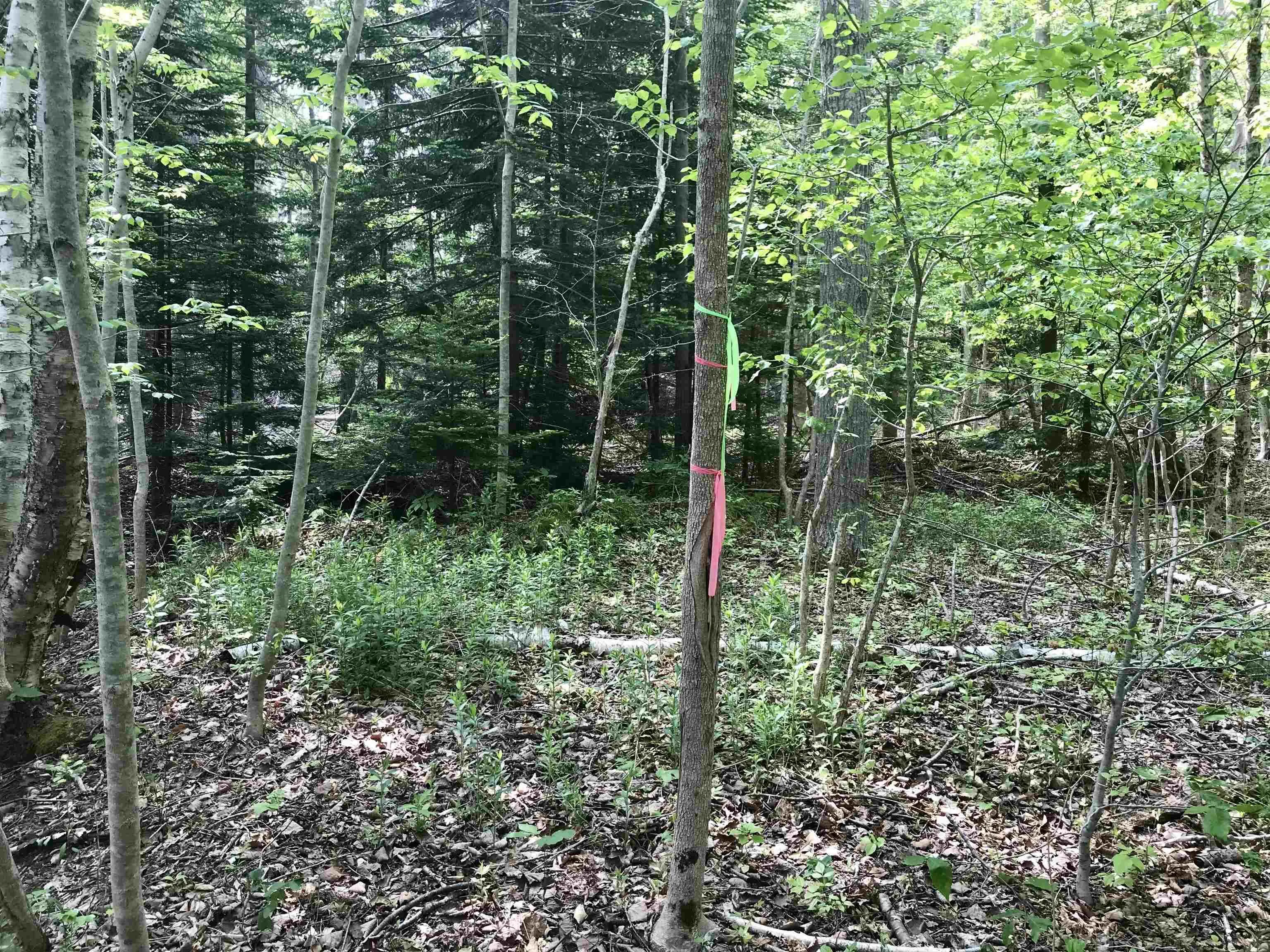 2 Acres Weymouth Falls Road, Weymouth Falls, NS B0W 3T0, ,Land,For Sale,Weymouth Falls,202512826