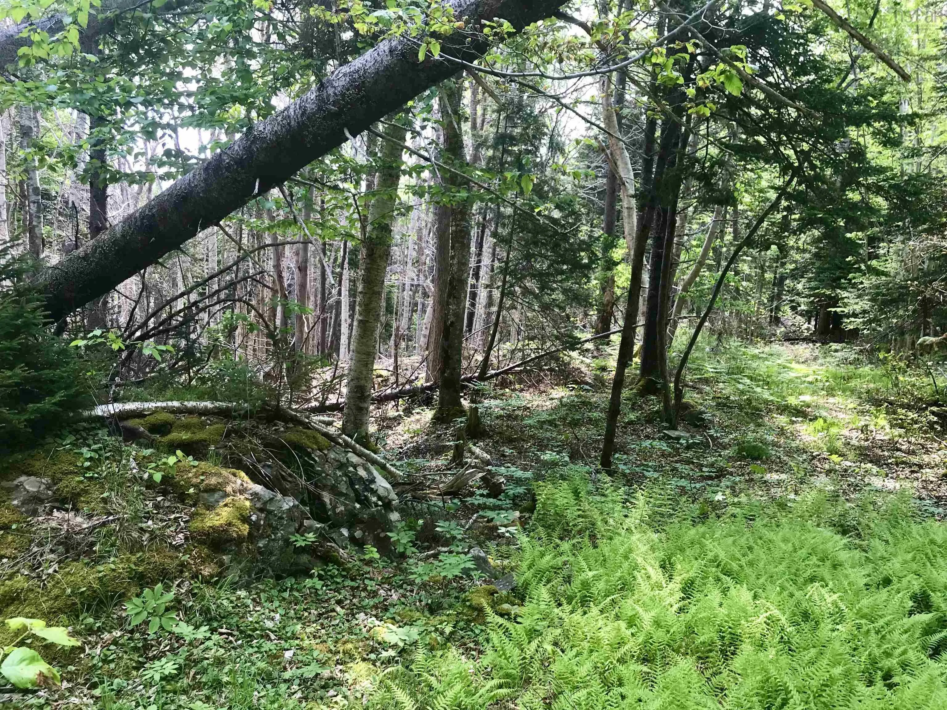 2 Acres Weymouth Falls Road, Weymouth Falls, NS B0W 3T0, ,Land,For Sale,Weymouth Falls,202512826