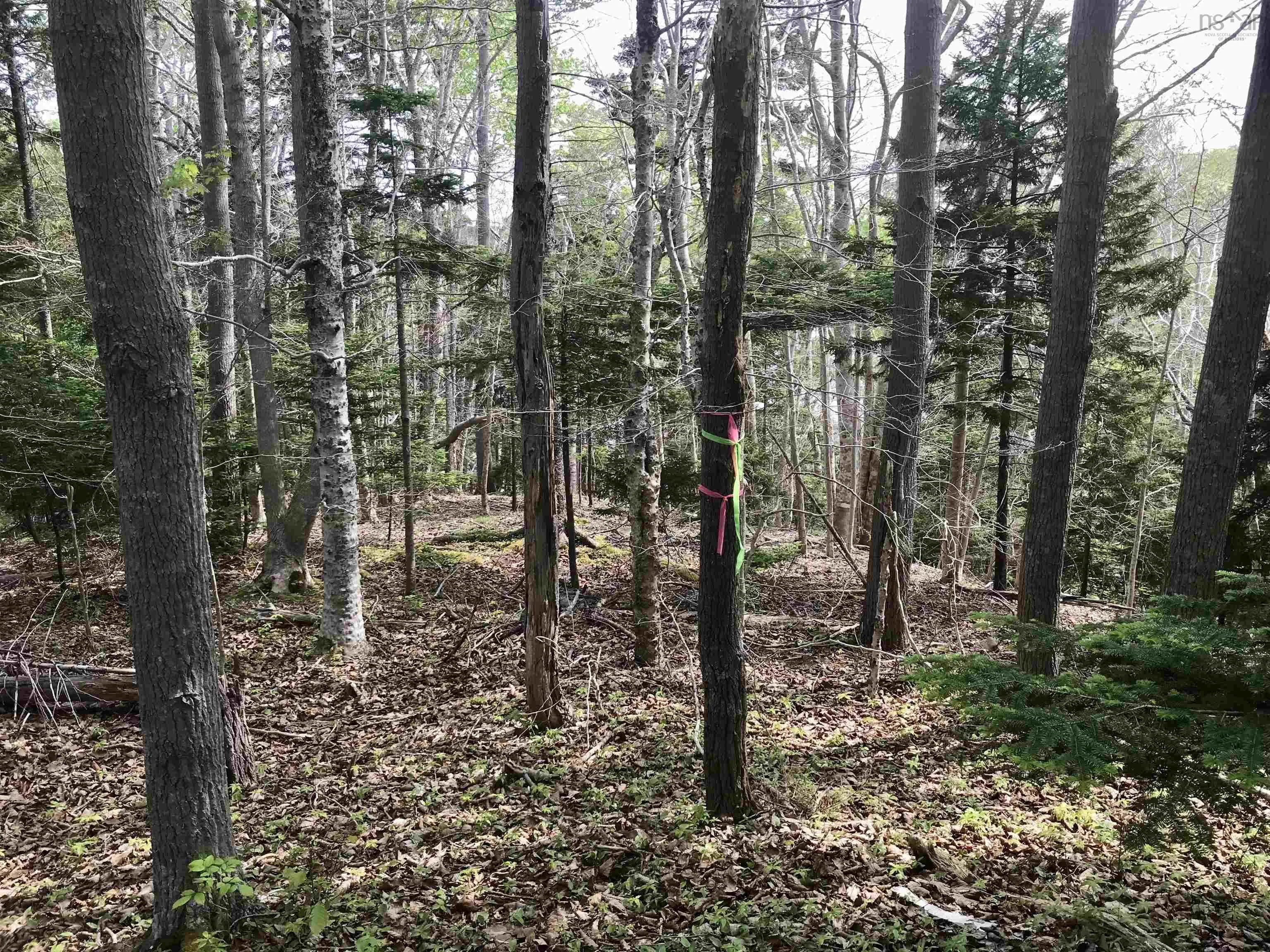 2 Acres Weymouth Falls Road, Weymouth Falls, NS B0W 3T0, ,Land,For Sale,Weymouth Falls,202512826