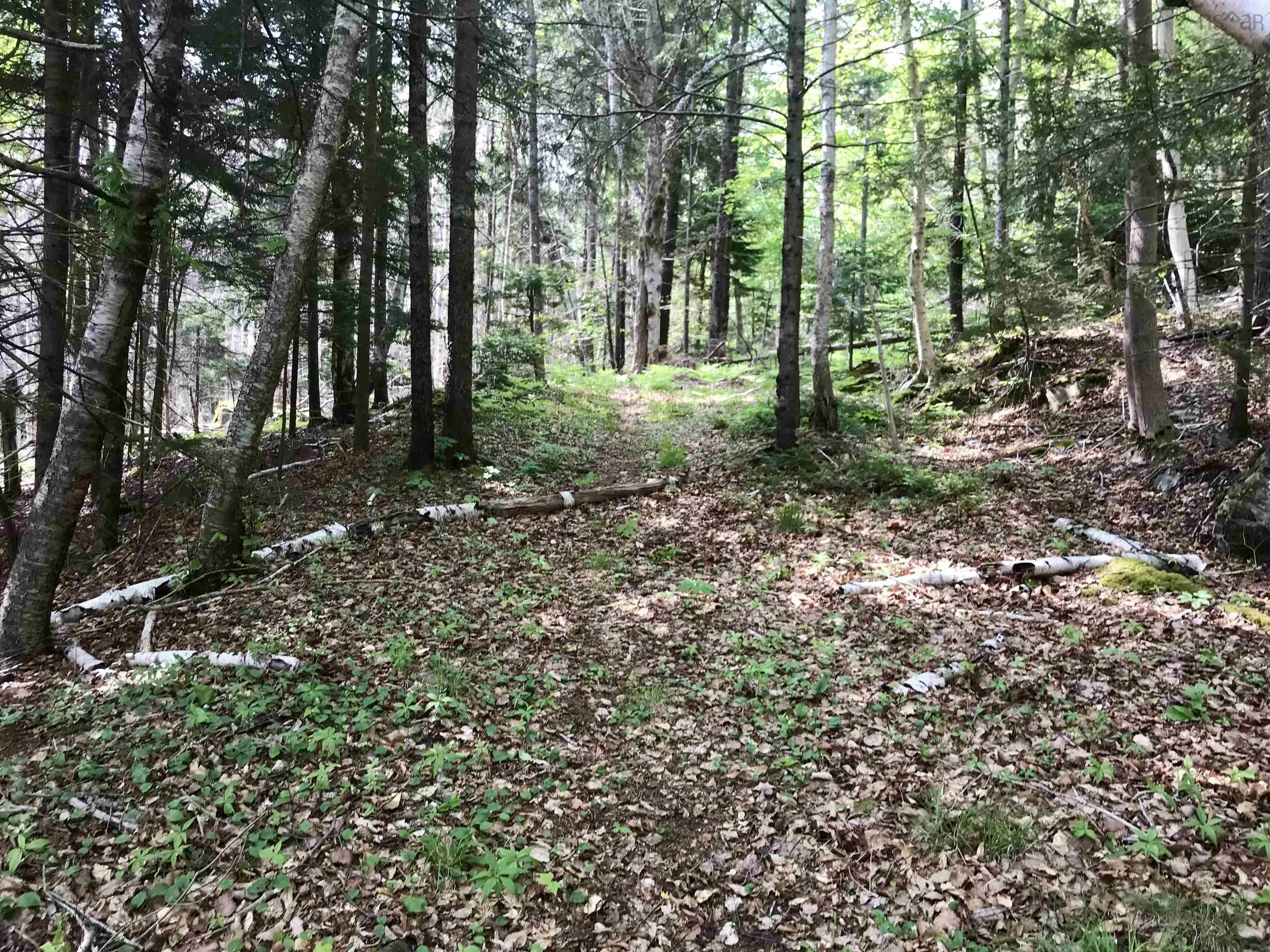 2 Acres Weymouth Falls Road, Weymouth Falls, NS B0W 3T0, ,Land,For Sale,Weymouth Falls,202512826