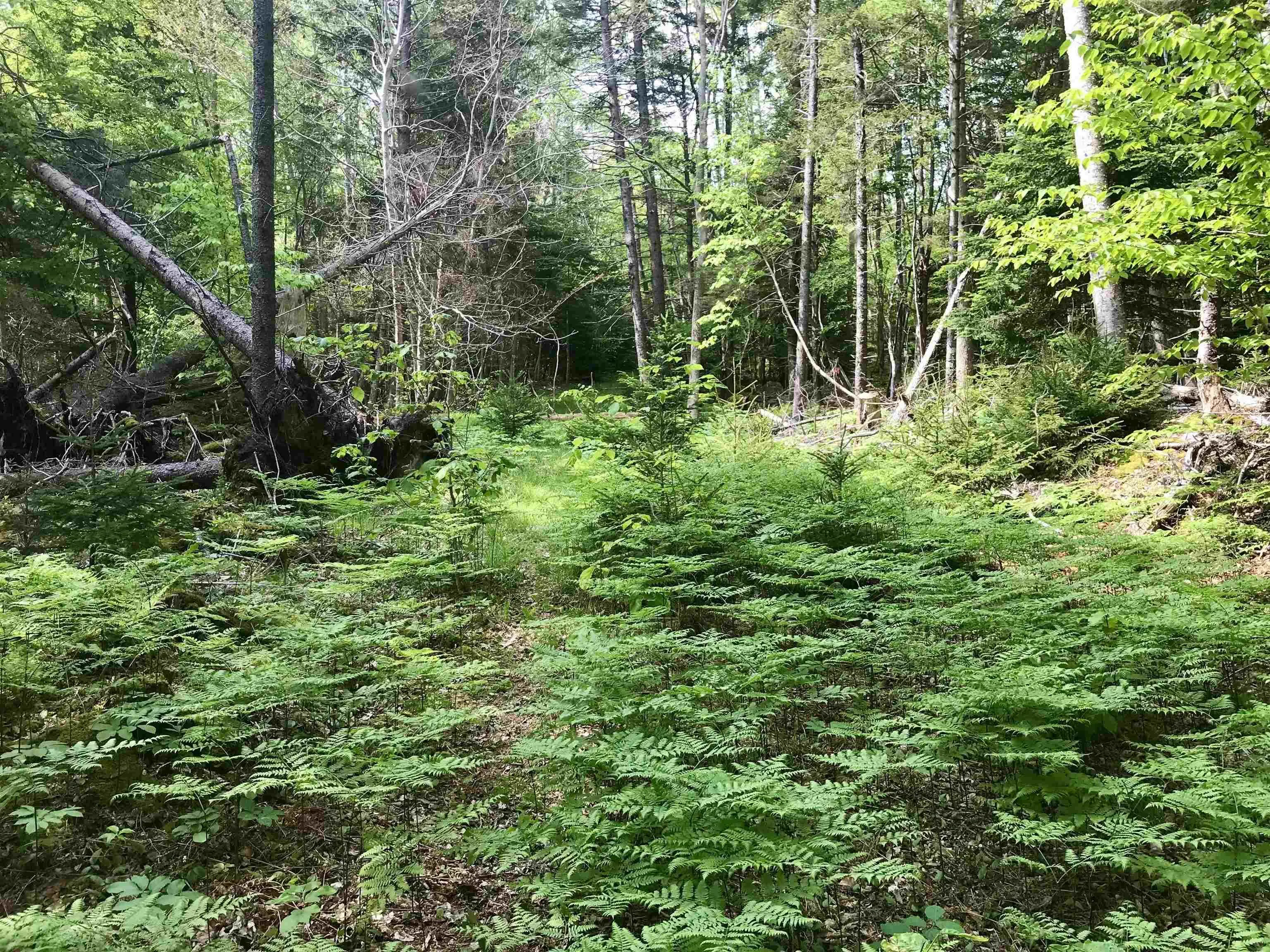 2 Acres Weymouth Falls Road, Weymouth Falls, NS B0W 3T0, ,Land,For Sale,Weymouth Falls,202512826