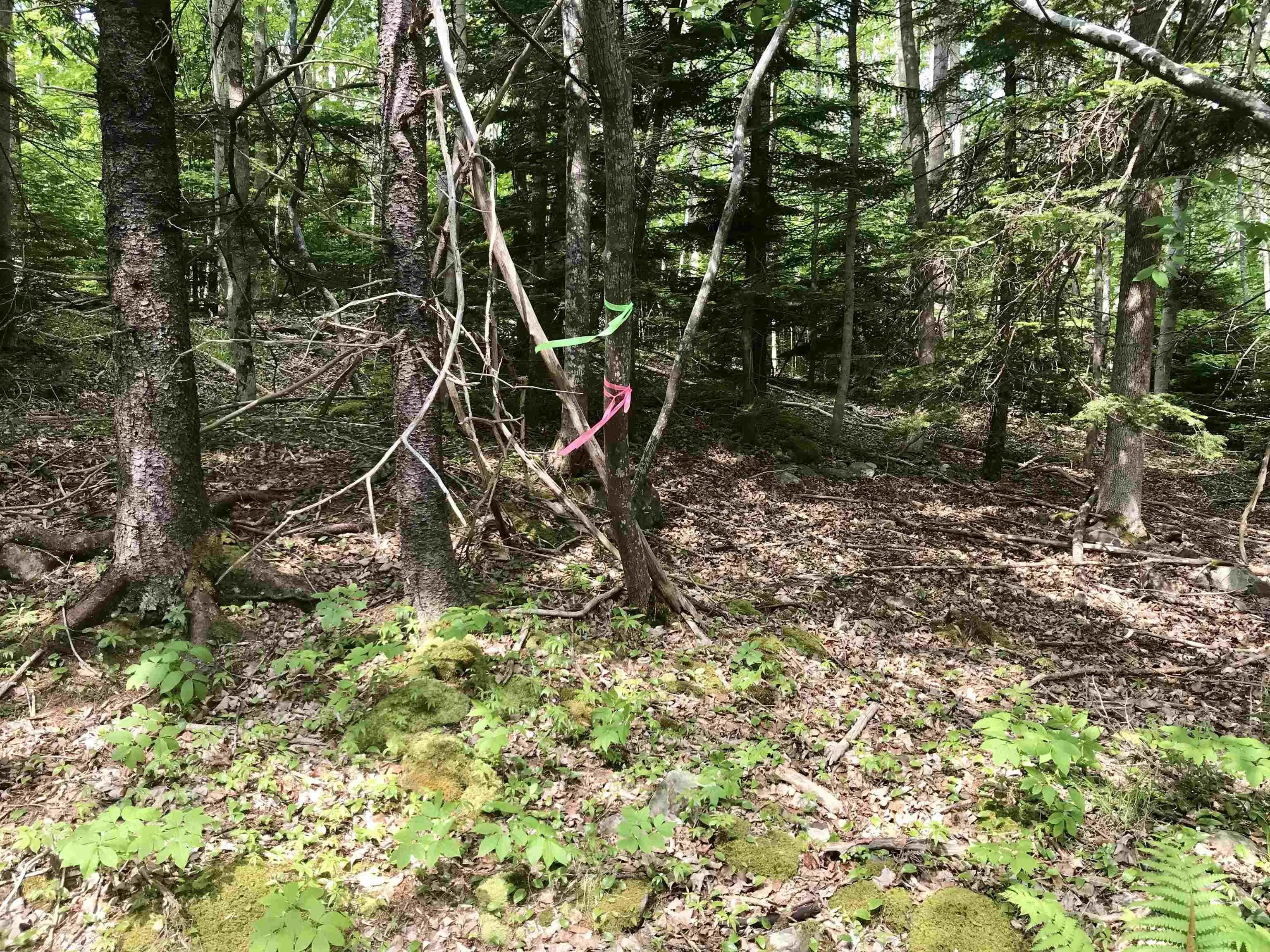 2 Acres Weymouth Falls Road, Weymouth Falls, NS B0W 3T0, ,Land,For Sale,Weymouth Falls,202512826