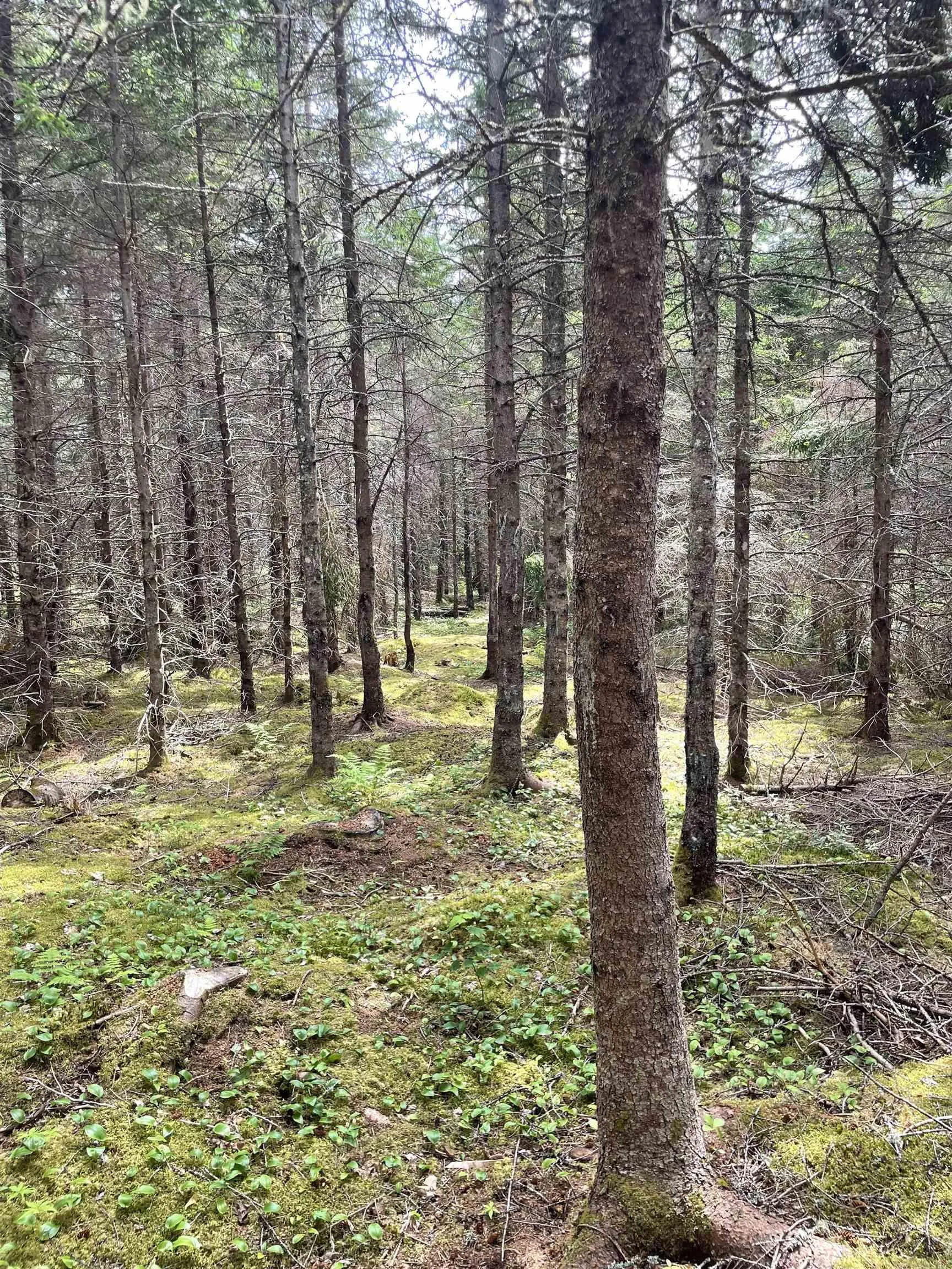 478 Hatchery Road, Portree, NS B0E 2C0, ,Land,For Sale,Hatchery,202517503