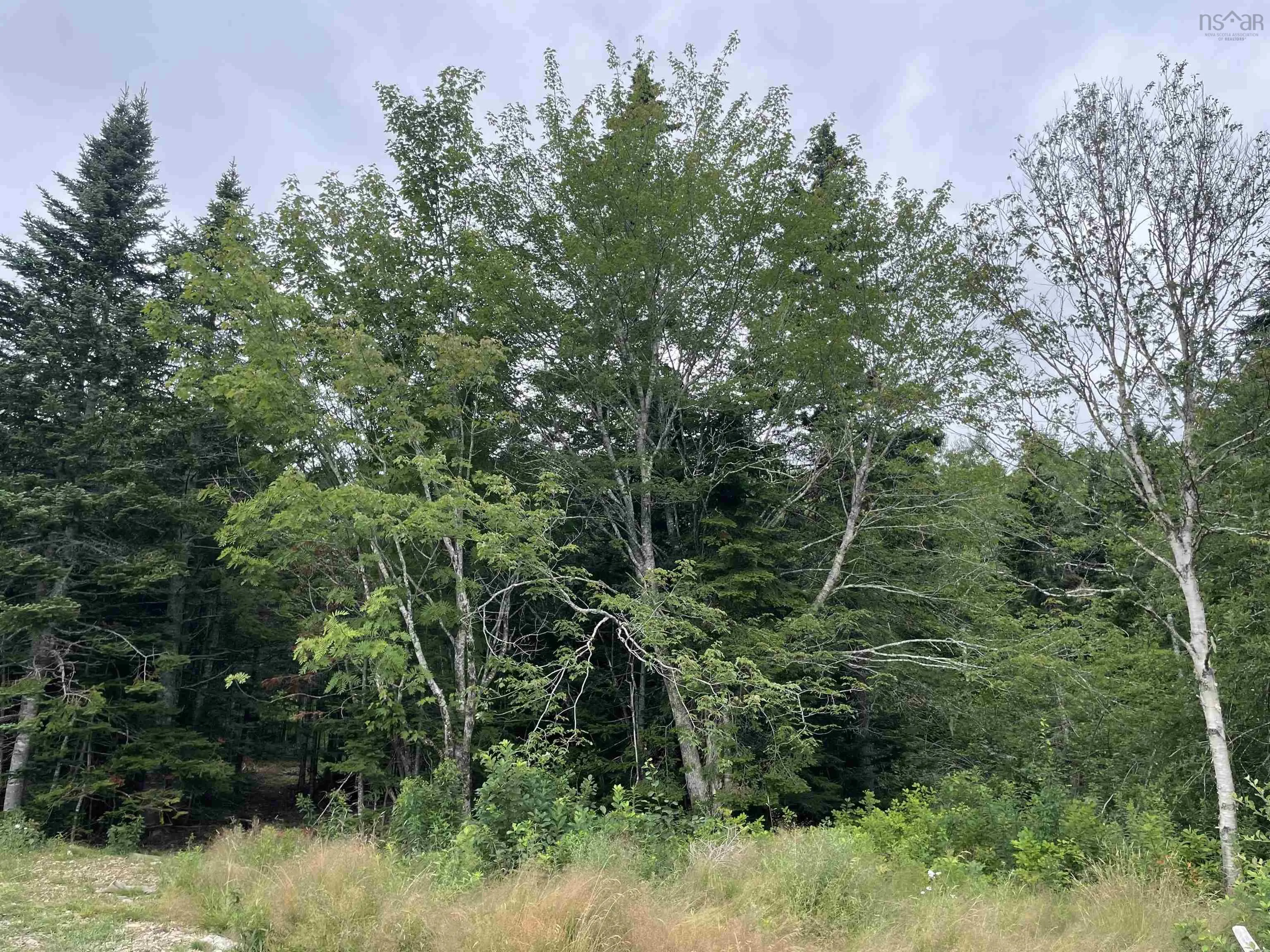 1049 Gillis Lake Road, Gillis Lake, NS B2A 4H7, ,Land,For Sale,Gillis Lake,202518384
