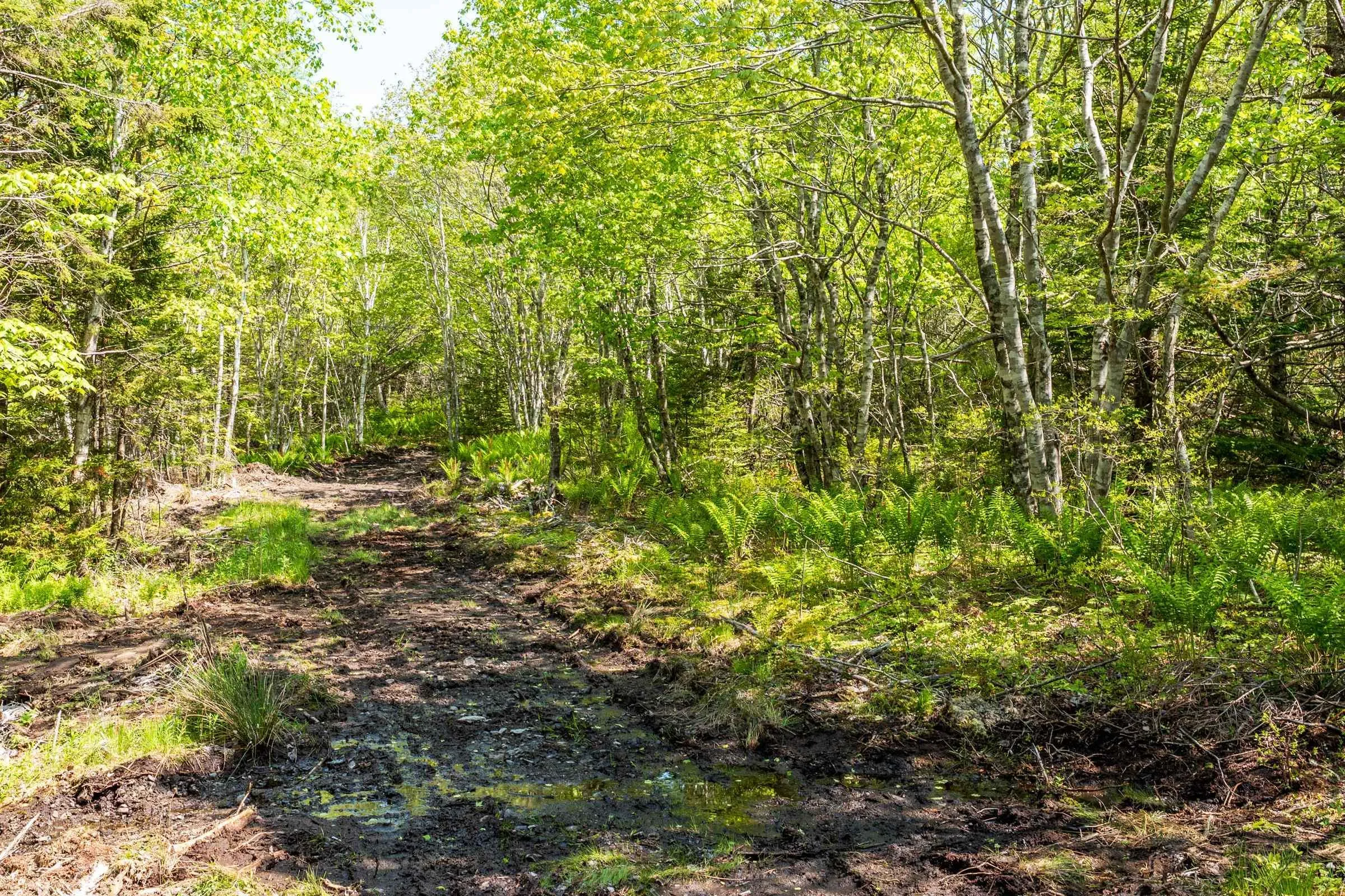101 Highway, Woodvale, NS B5A 5B1, ,Land,For Sale,101,202513375