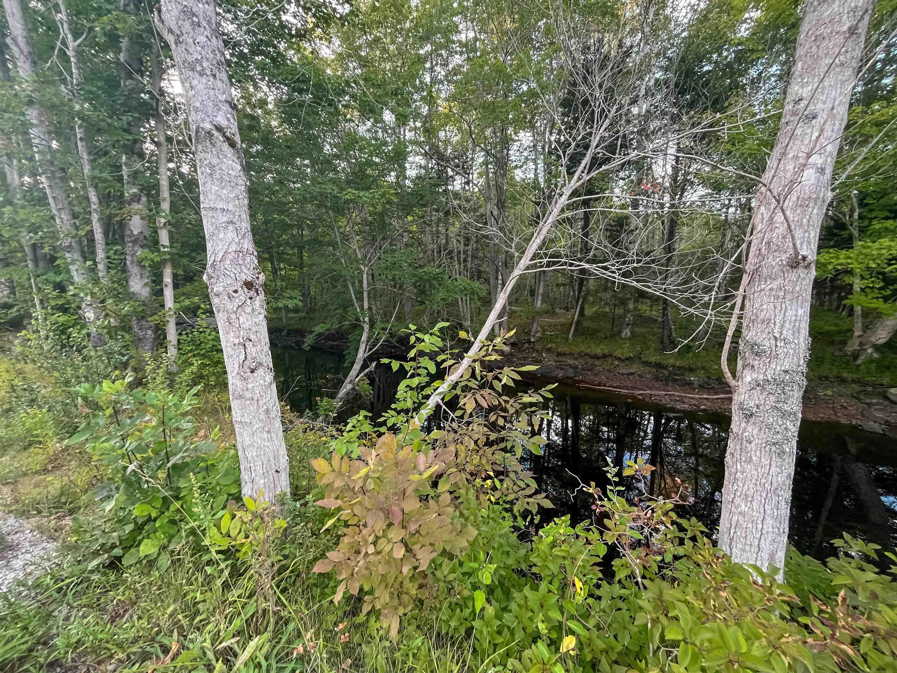 Bangor Road, Bangor, NS B0W 2L0, ,Land,For Sale,Bangor,202521500