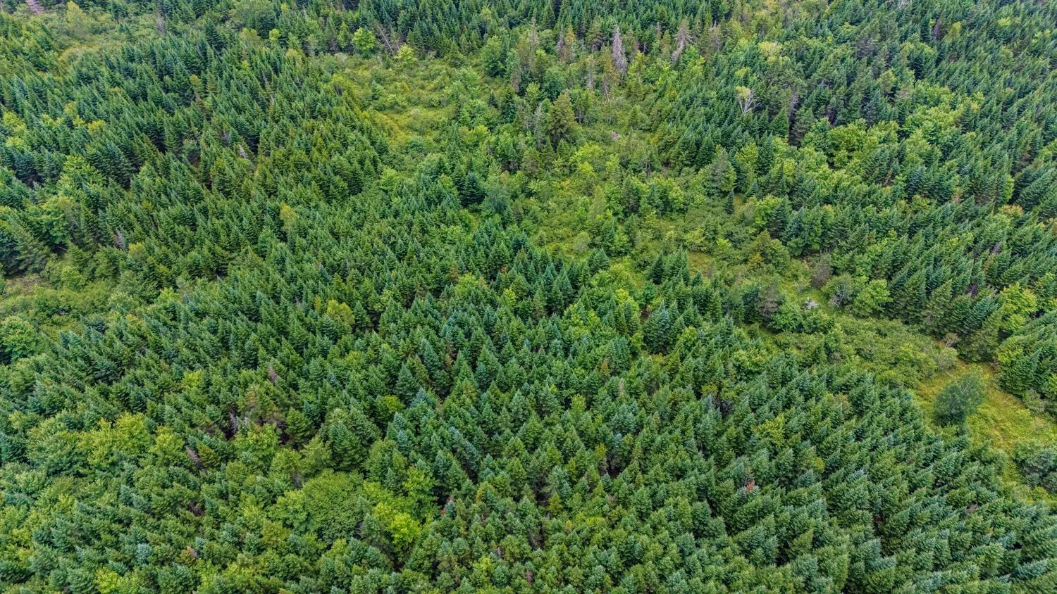 676 Westchester Rd, Sutherland Lake, NS B0M 1G0, ,Land,For Sale,Westchester Rd,202522178