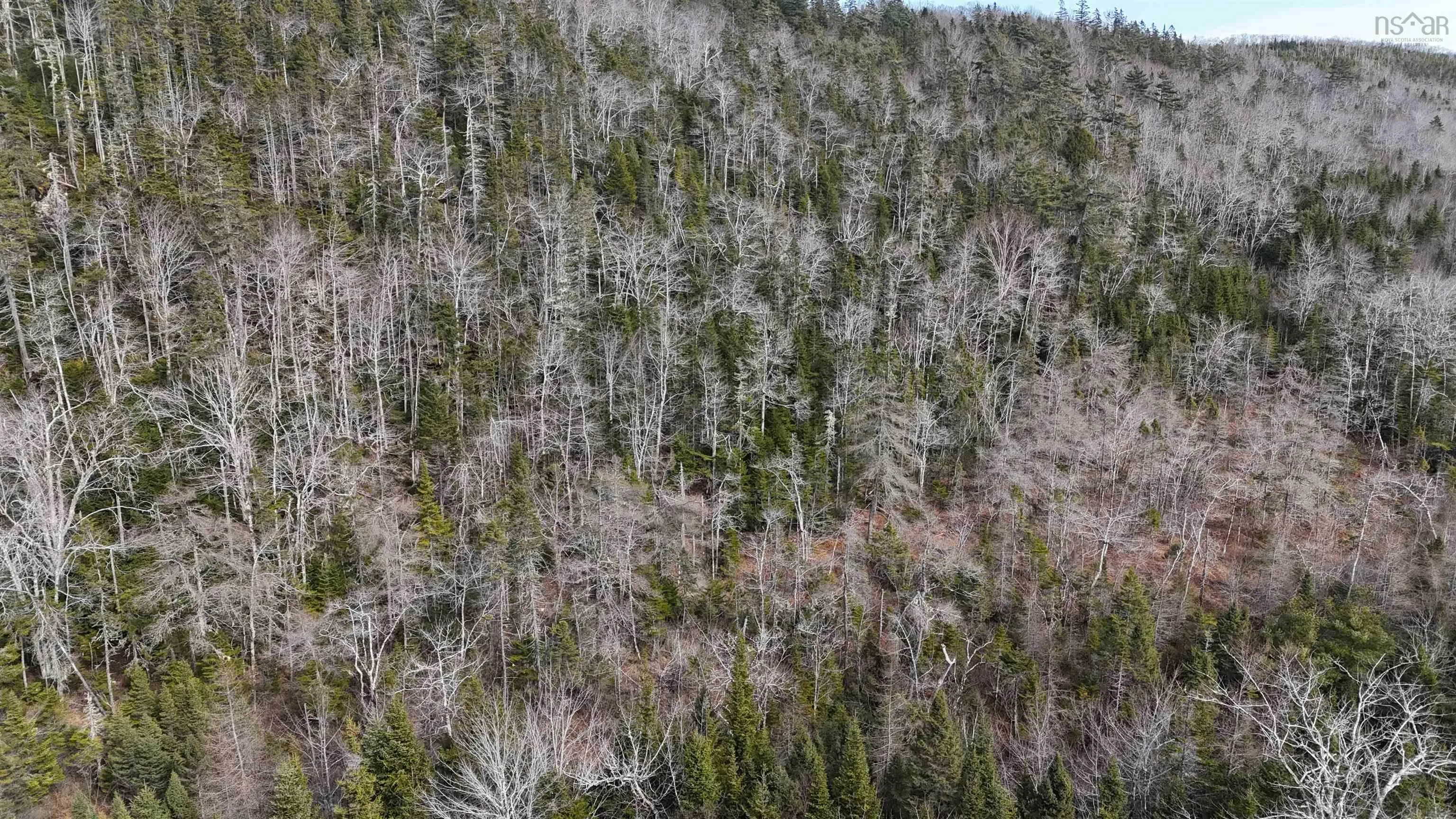 Sonora Road, Sonora Ns B0j 3c0, ,Land,For Sale,Sonora,202506038