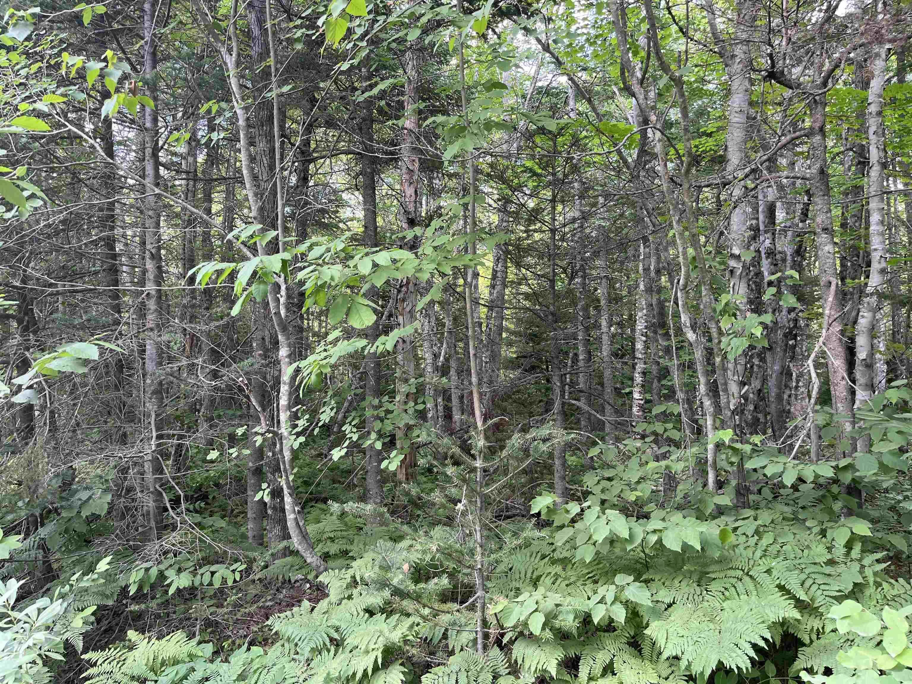 6-lots 1-7 Butler Road Road, Forest Home Ns B4n 3v8, ,Land,For Sale,Butler Road,202307830