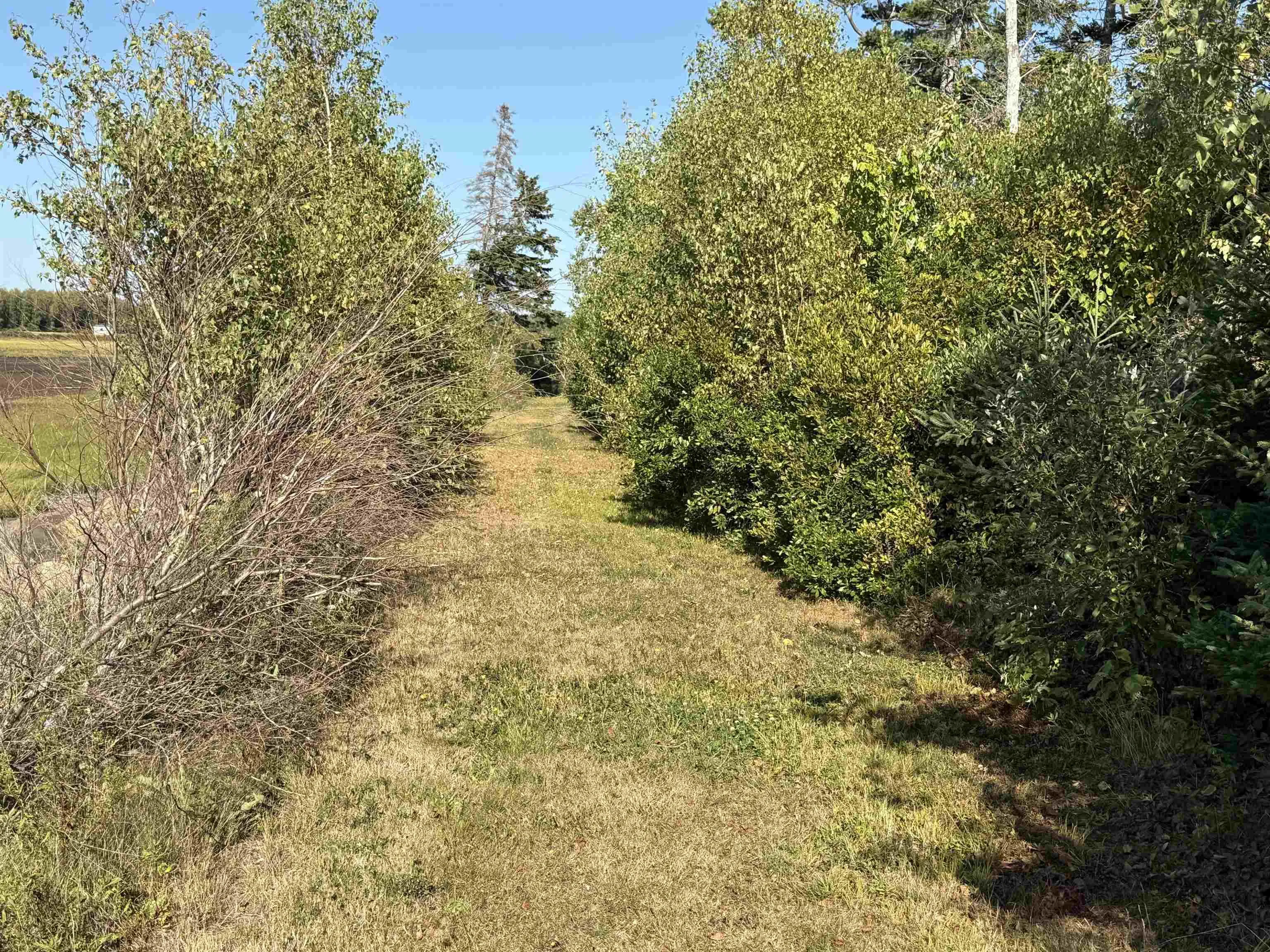 3 Island Rd Extension, Malagash, NS B0K 1E0, ,Land,For Sale,Island Rd,202522520